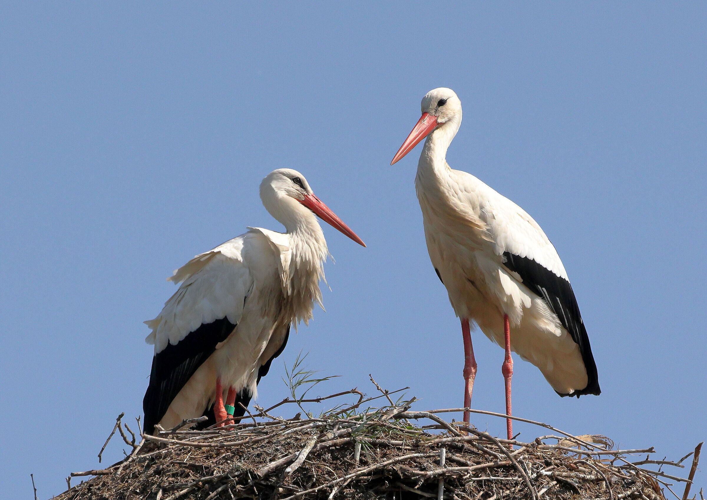 Pair of Storks...