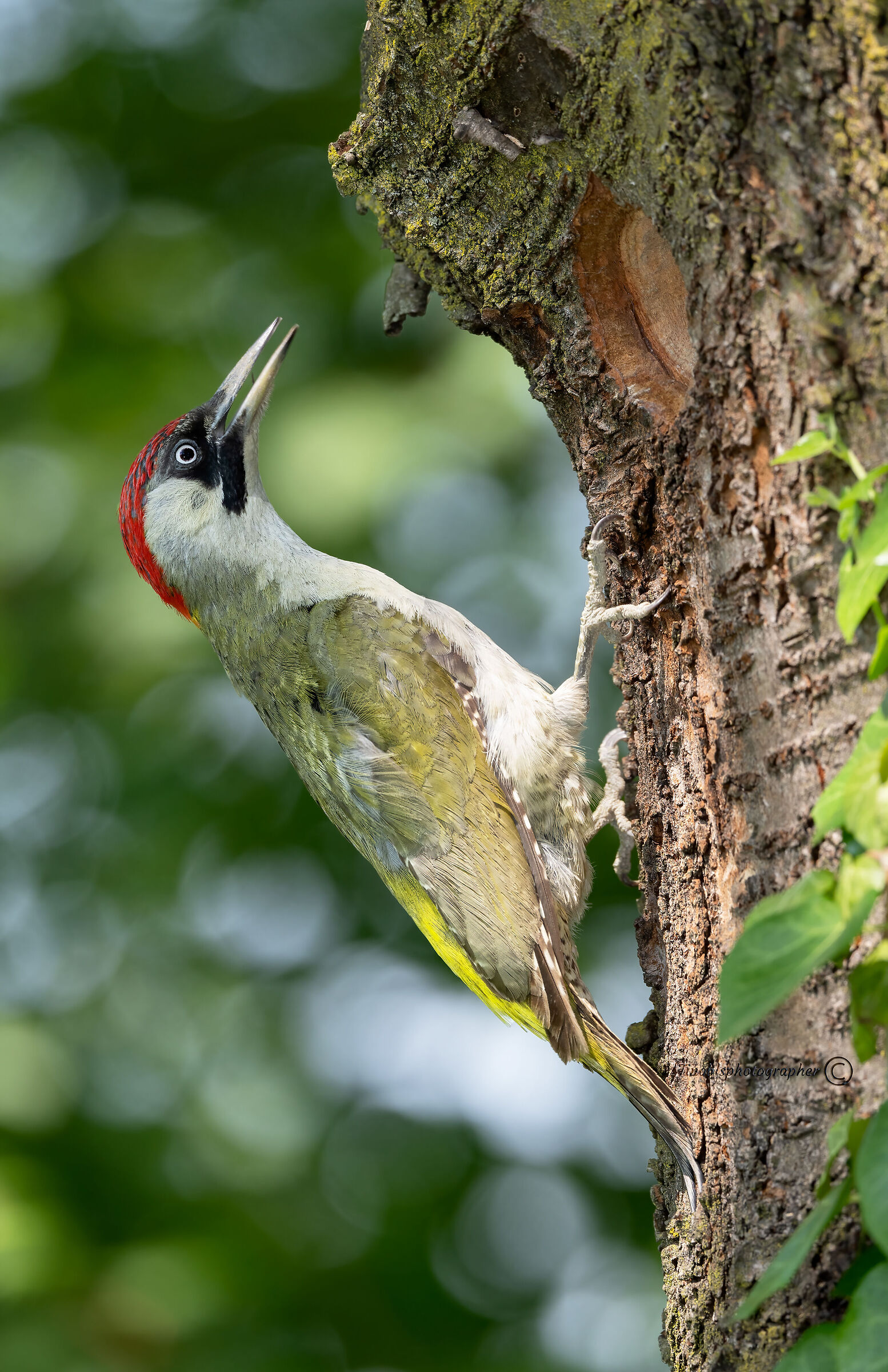 Green woodpecker (f) (Picus viridis)...