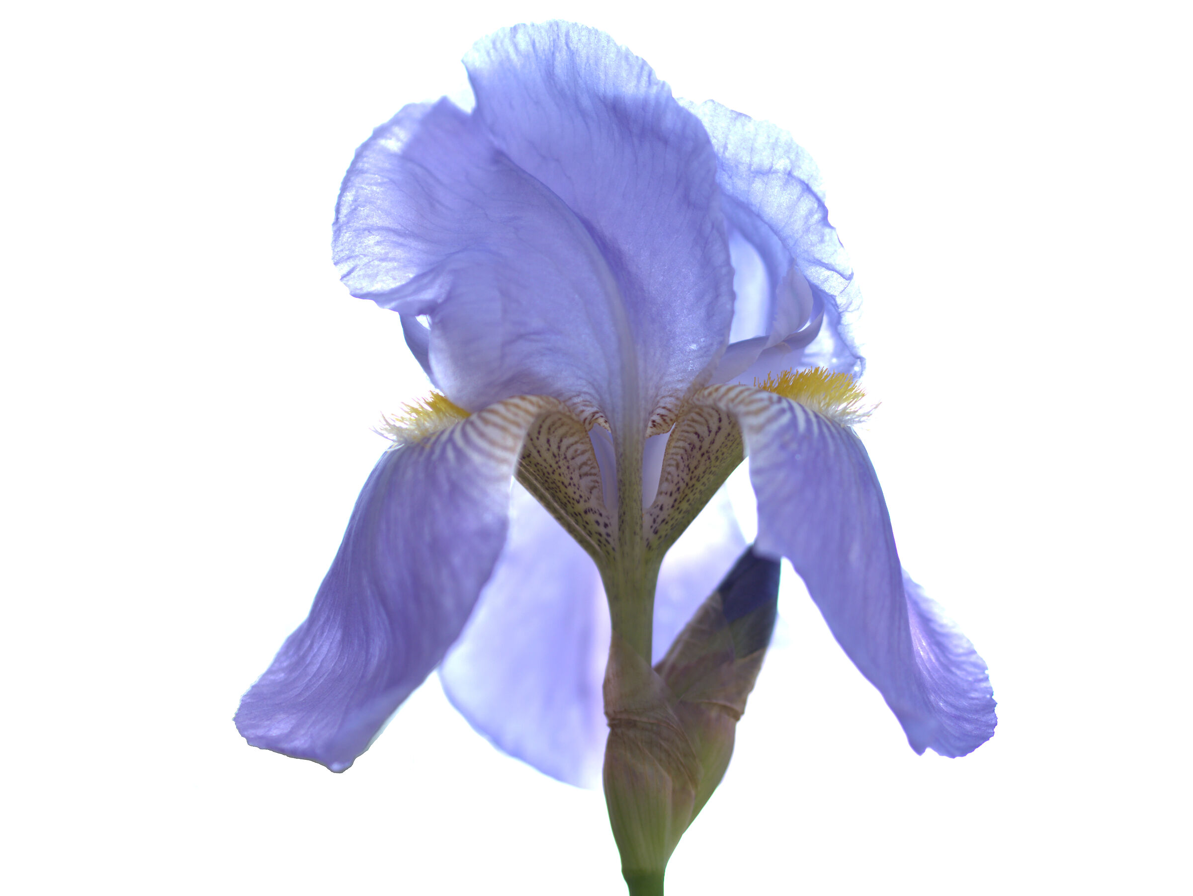 Iris...