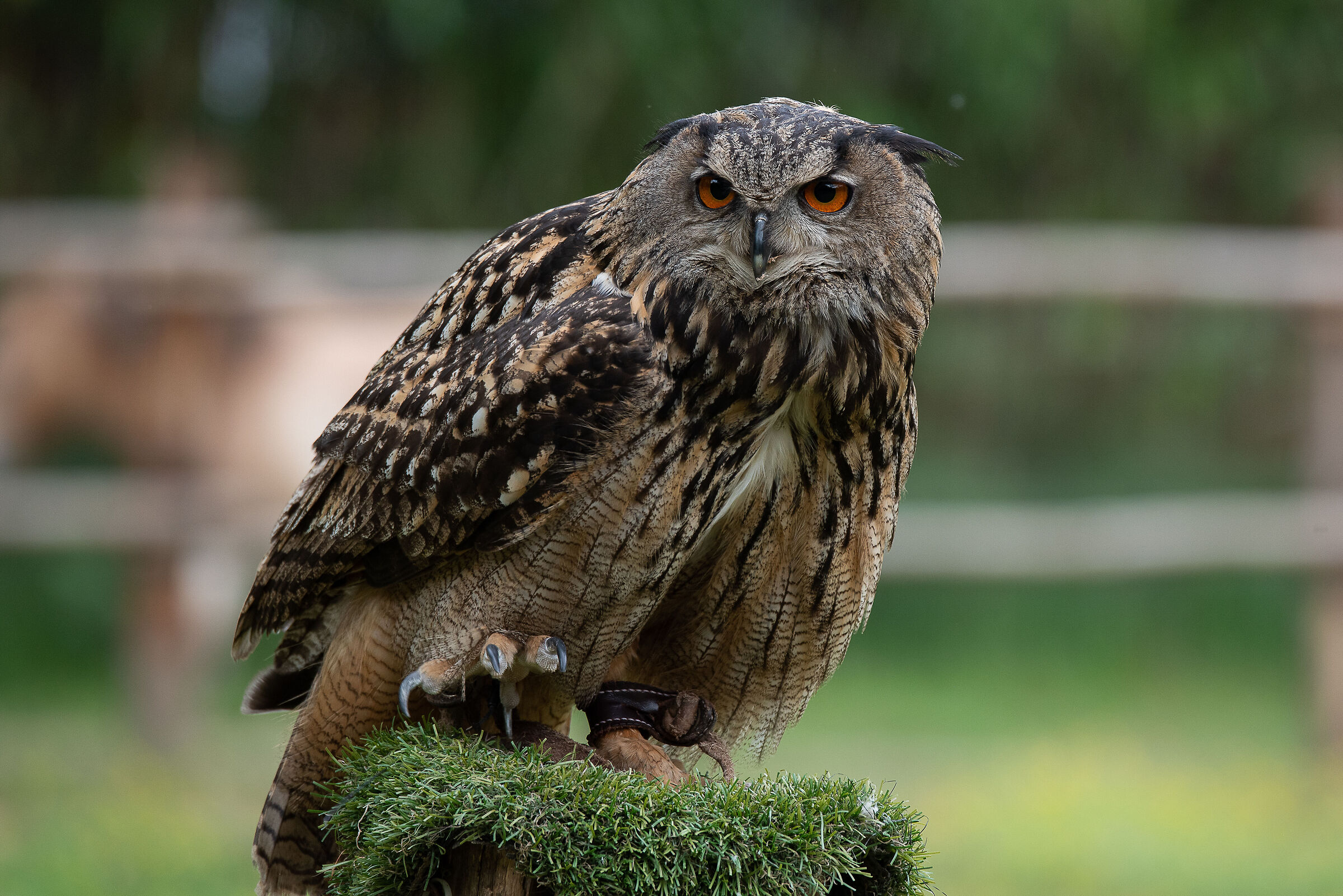 Eagle owl...