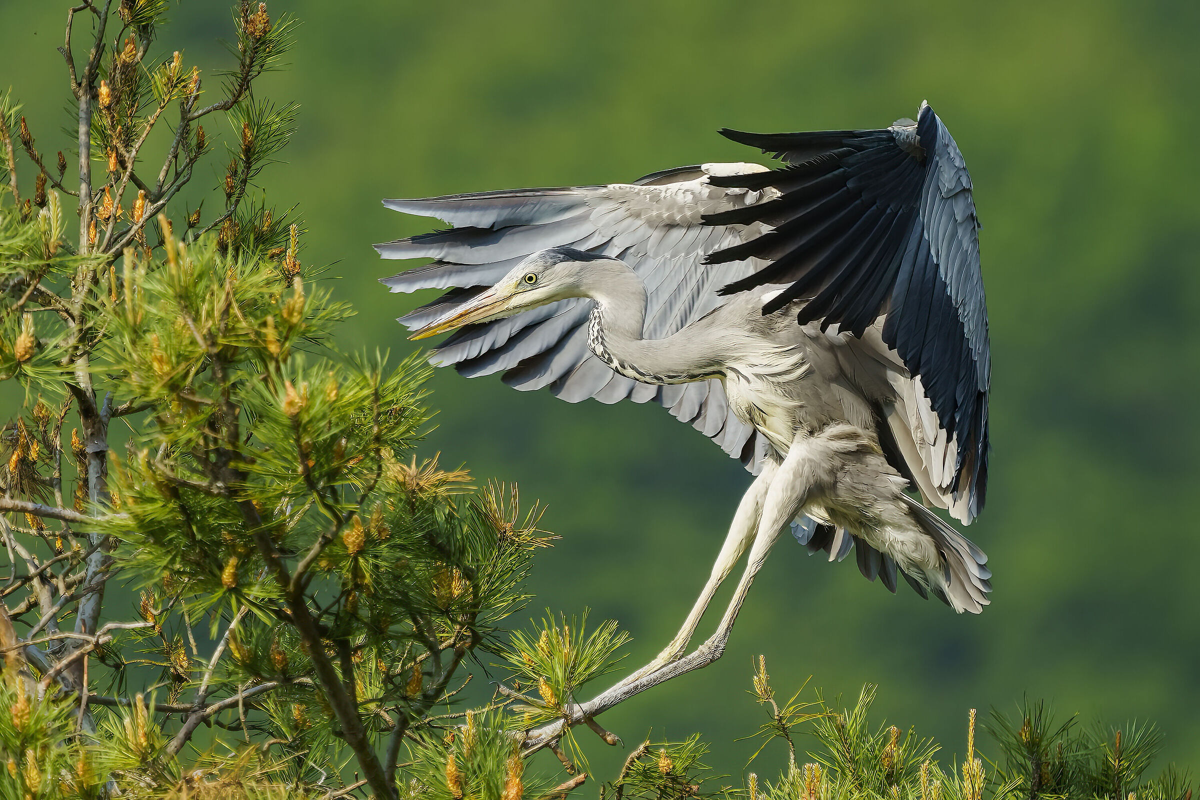 Grey heron landing...