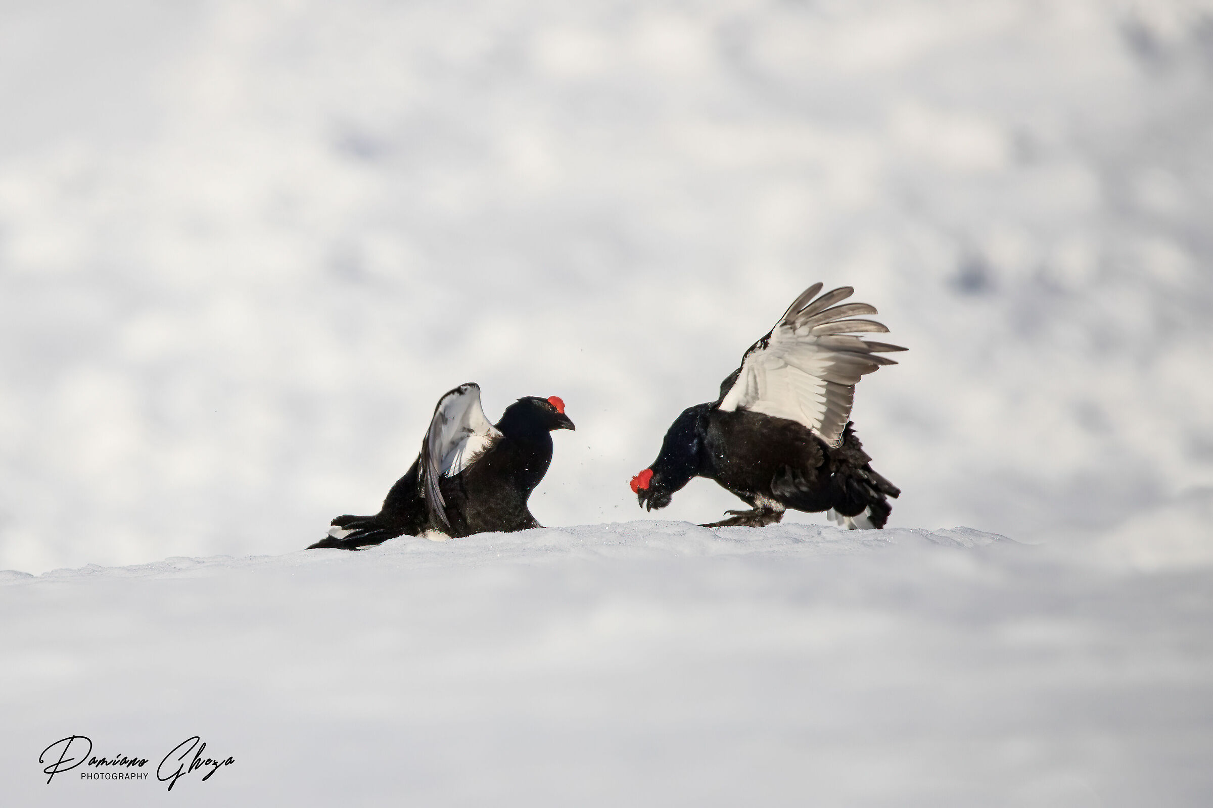 Fight between grouse...
