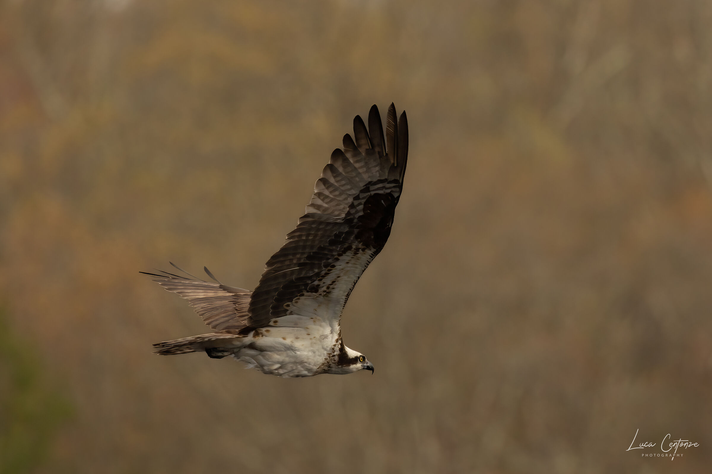 Osprey (Falco Pescatore) Pandion haliaetus...