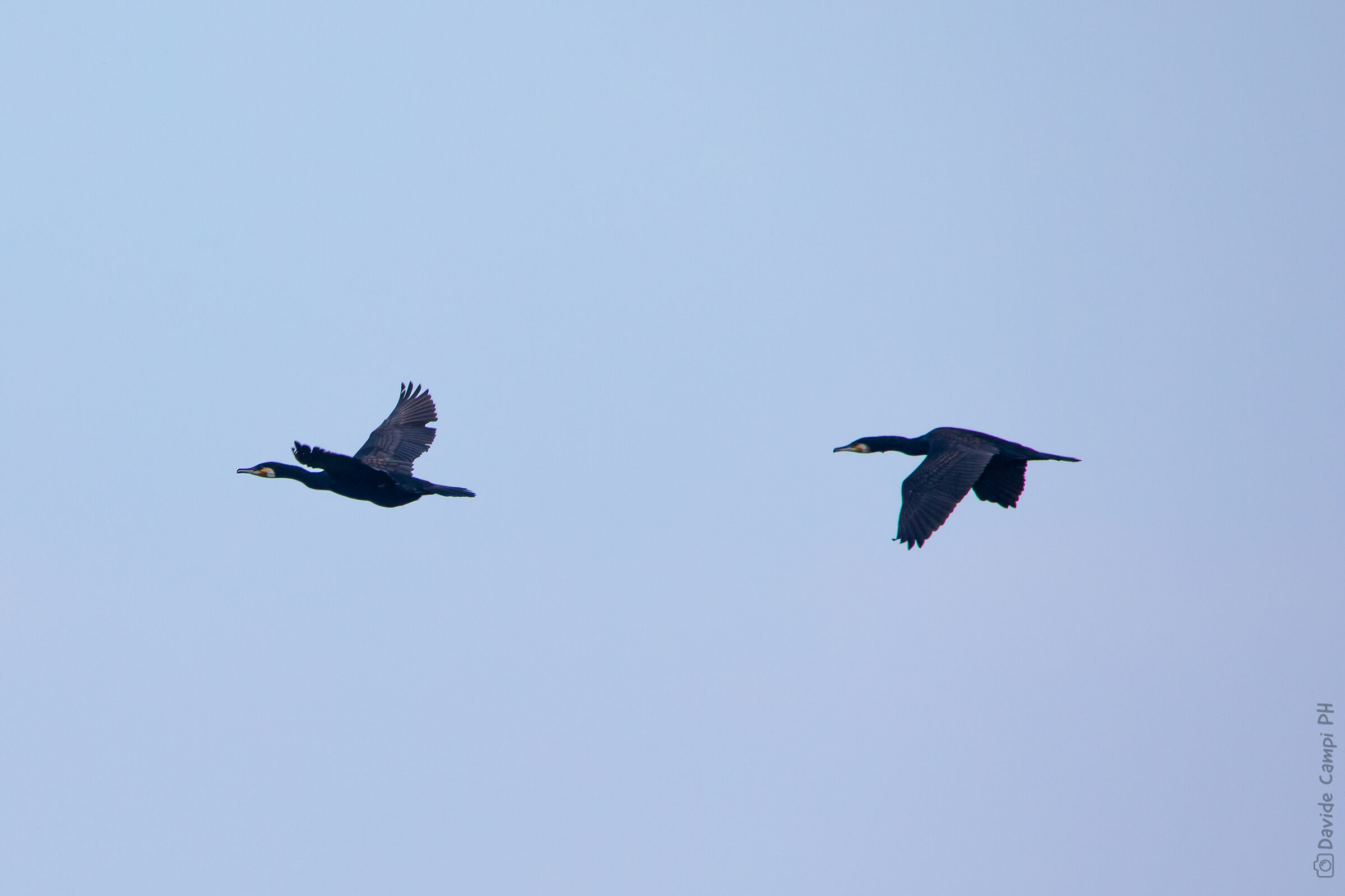 Cormorants in flight...