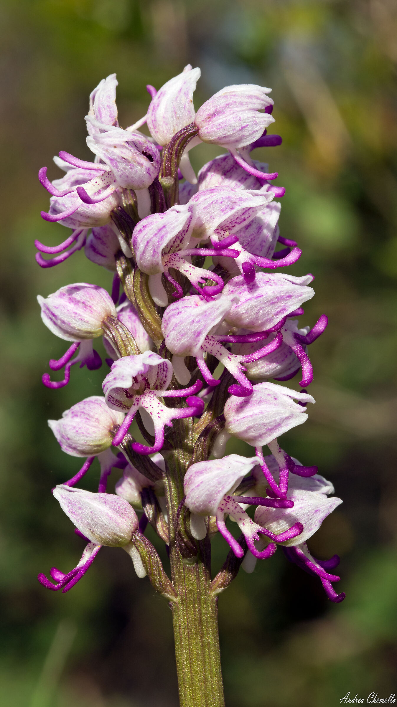 Monkey orchid (Orchis simia) 2...