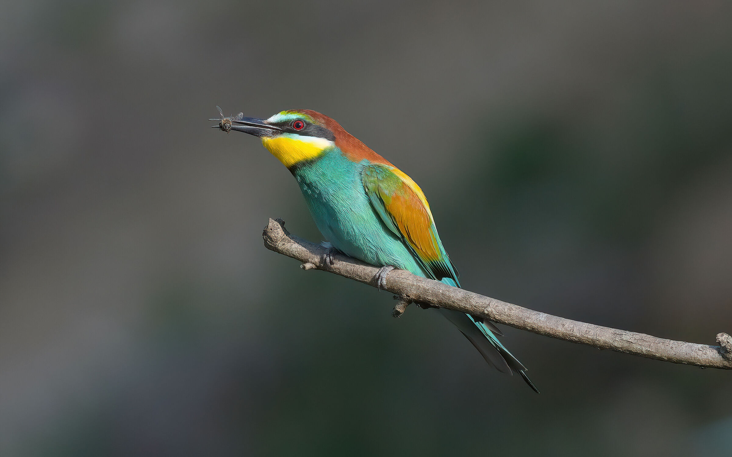 the bee-eater and the bee...