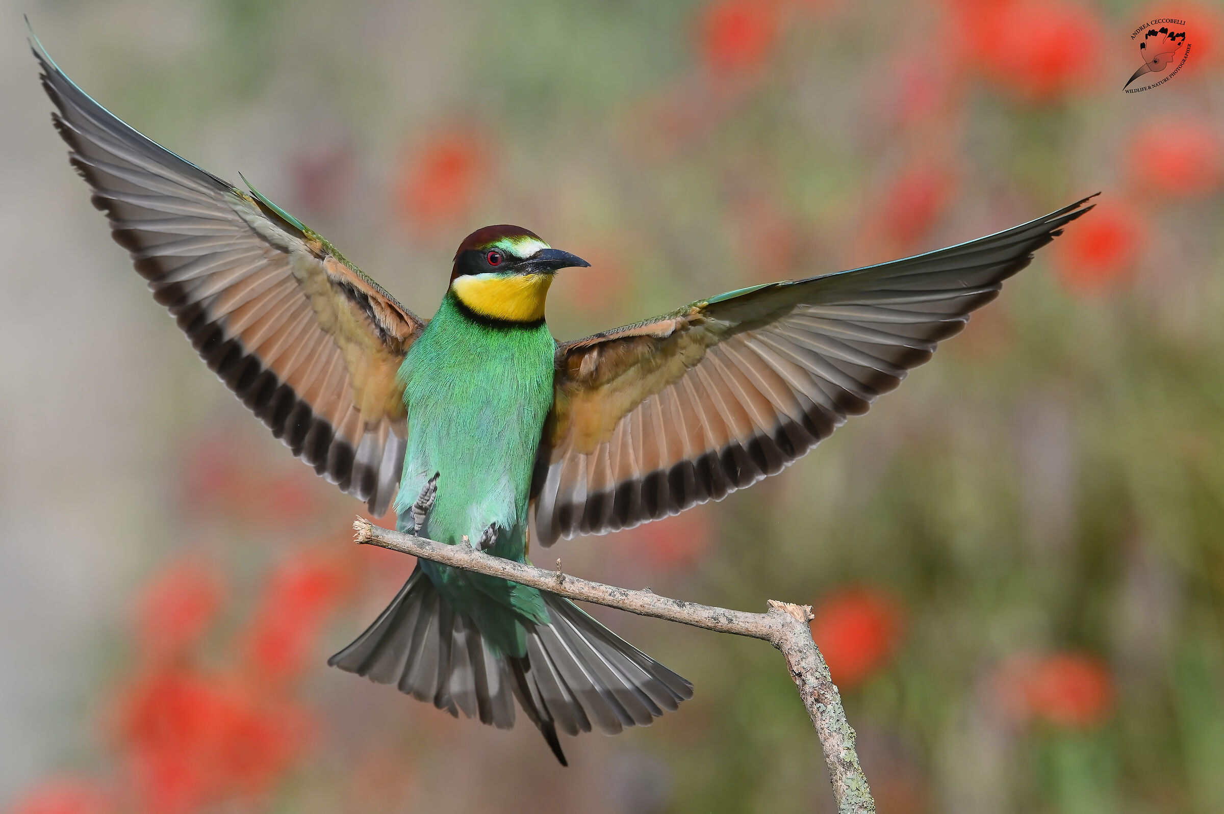 Bee-eater - Merops apiaster ...