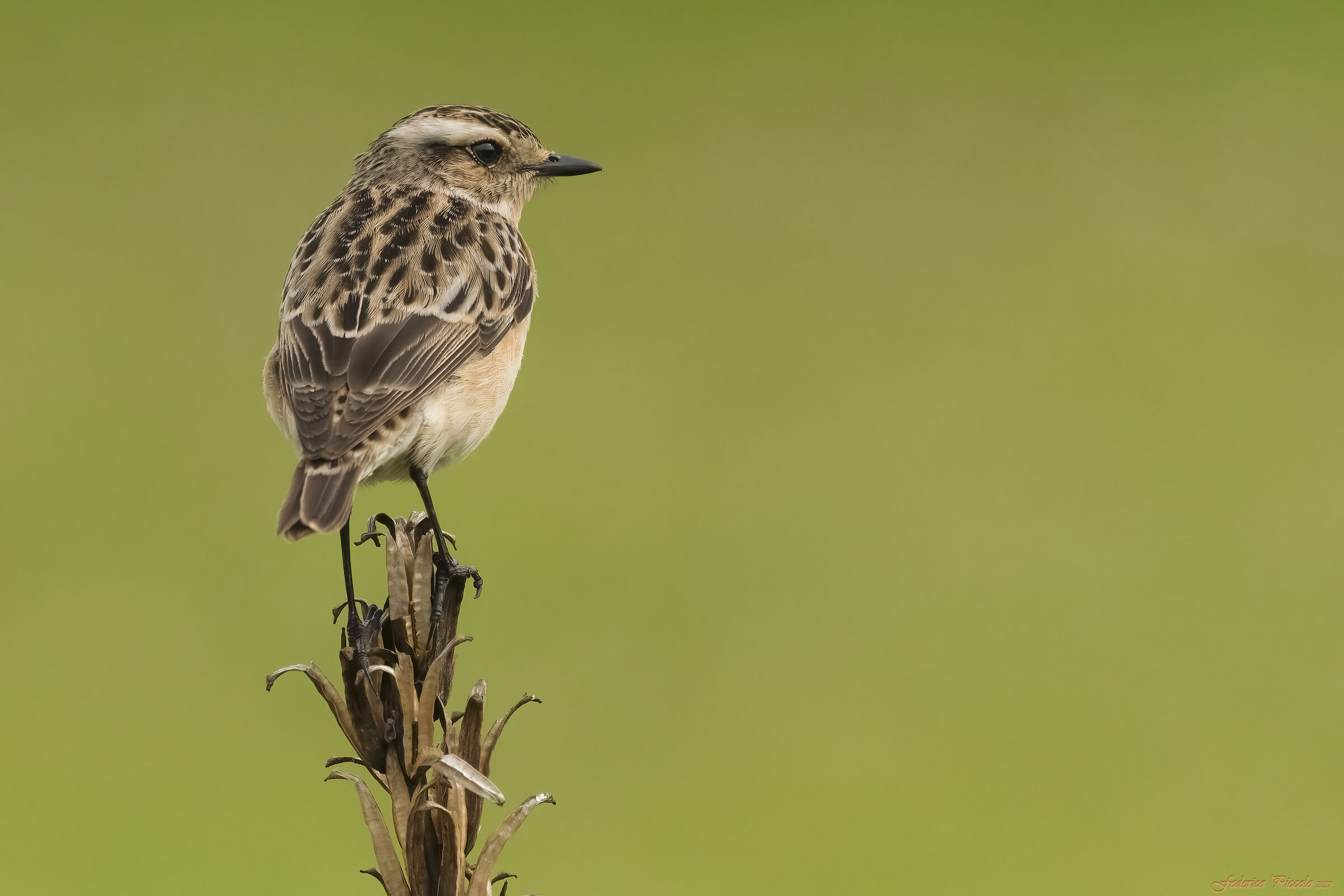 Whinchat...