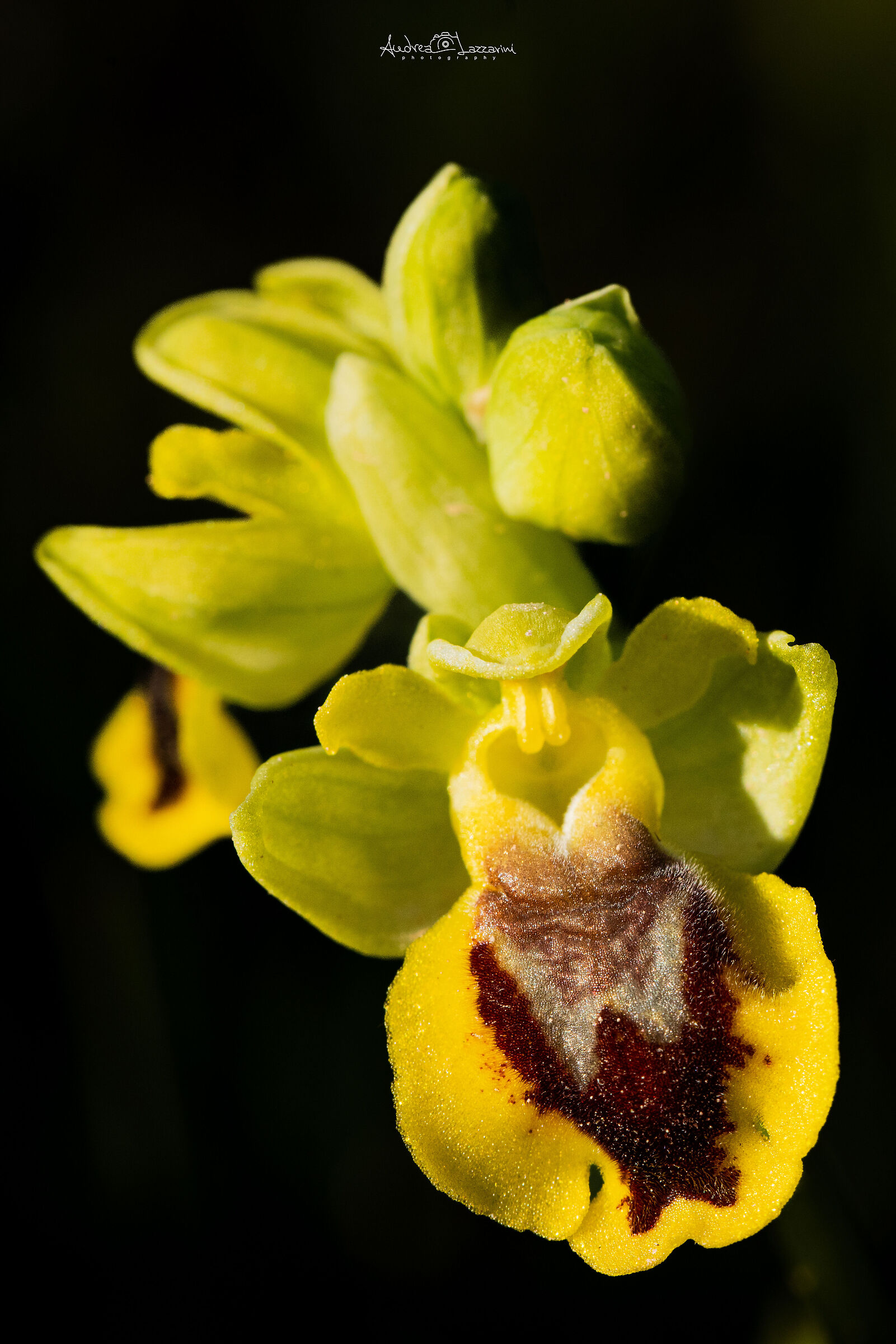 Ophrys Lutea...