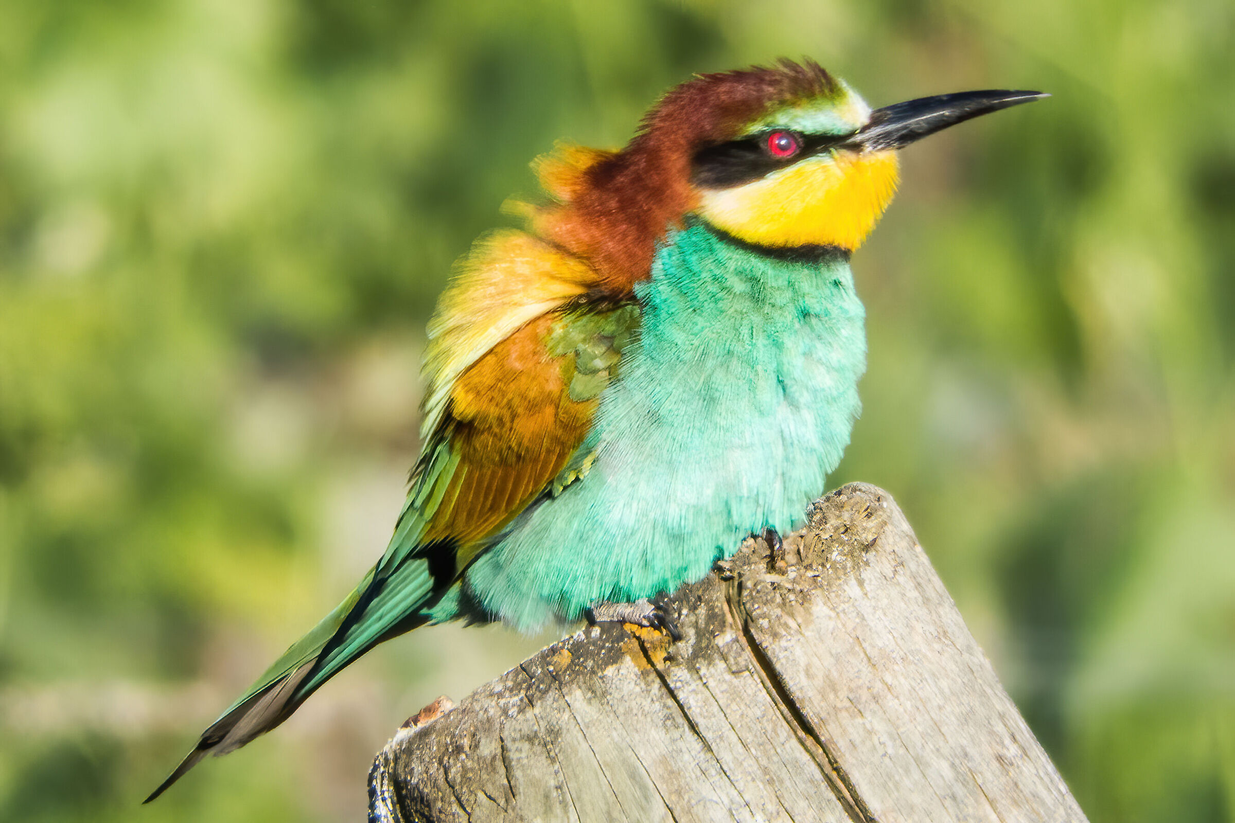 The colors of the Bee-eater ...