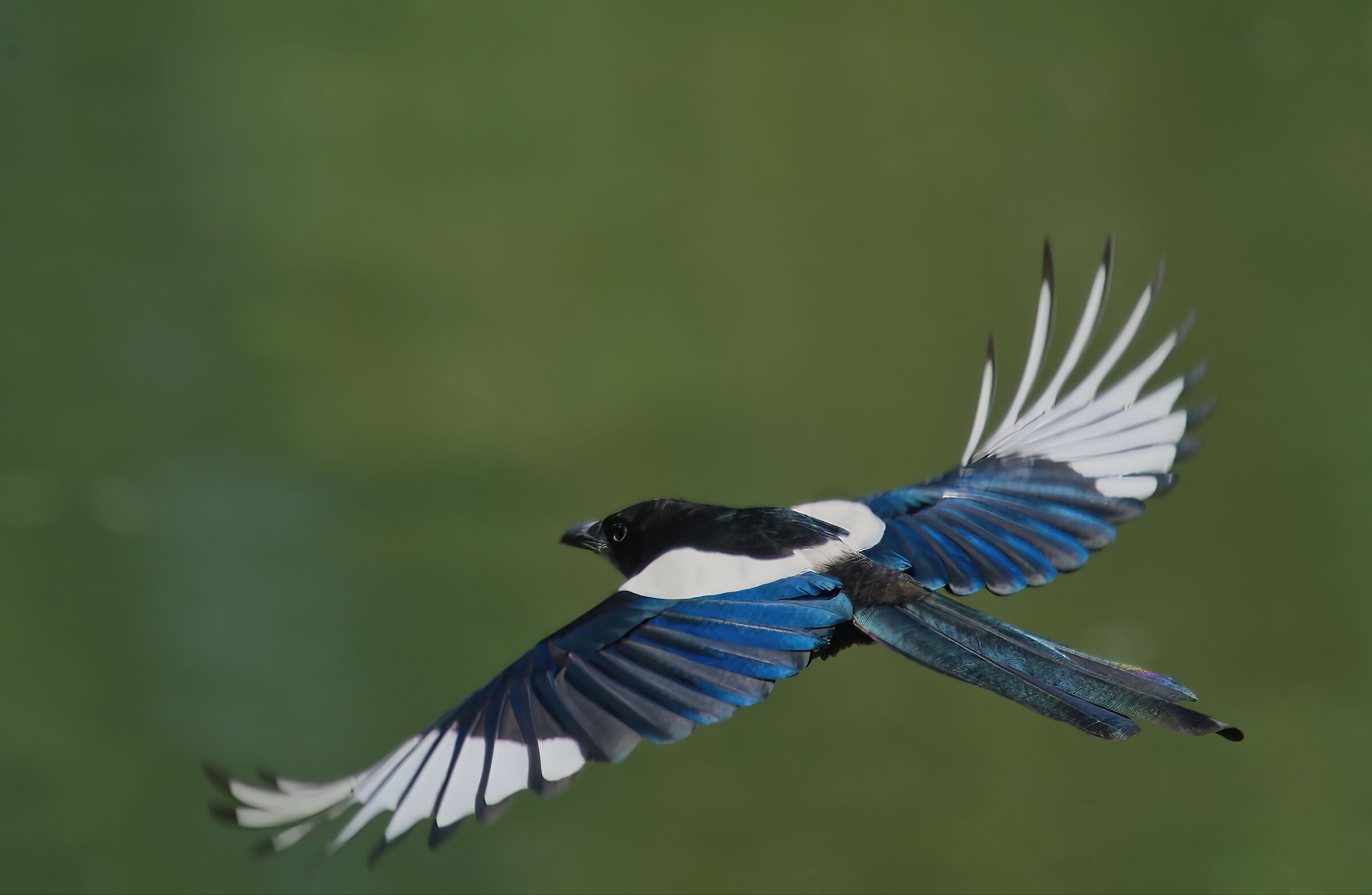 The colors of the magpie...