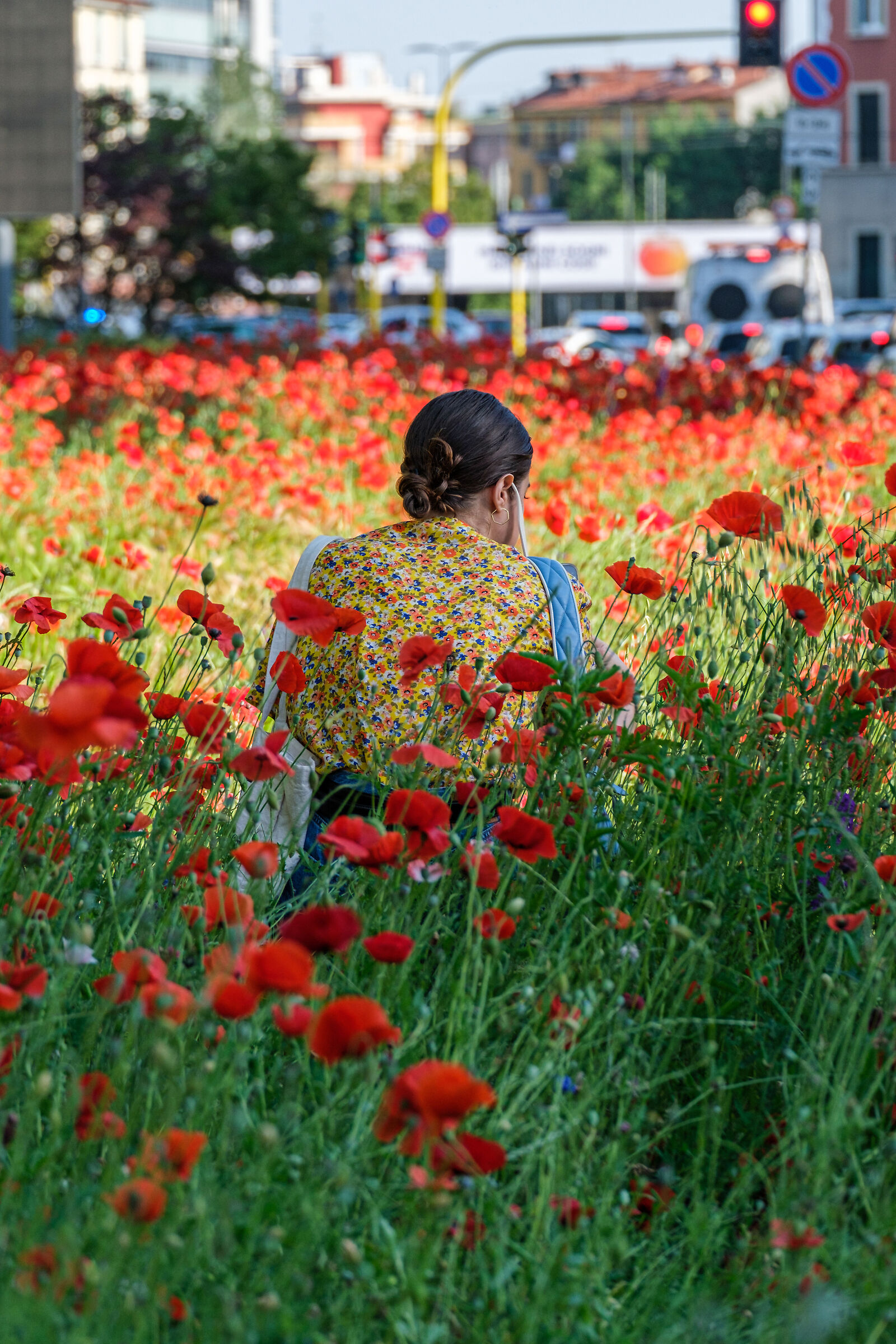Among the Poppies...