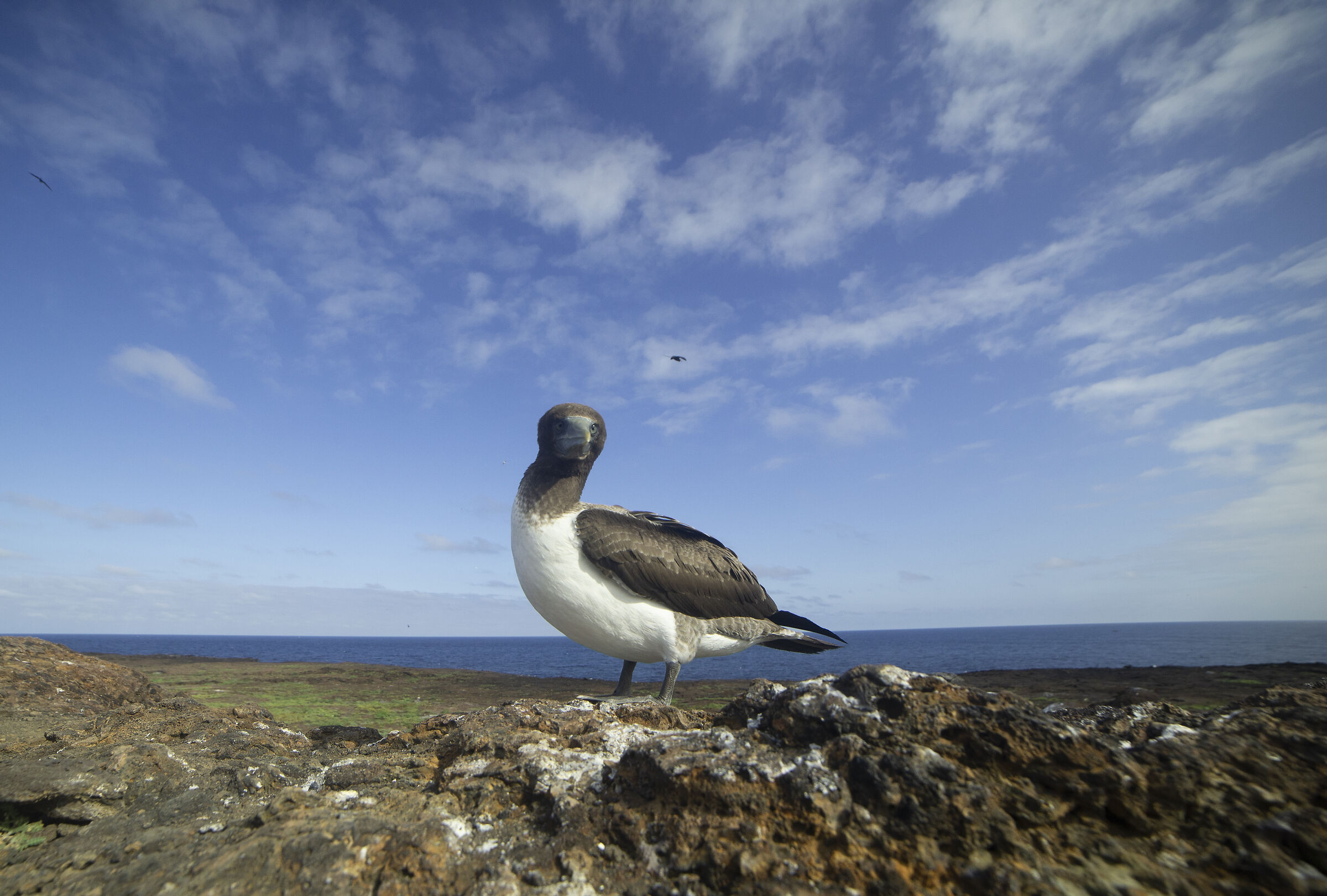 Blue footed booby...