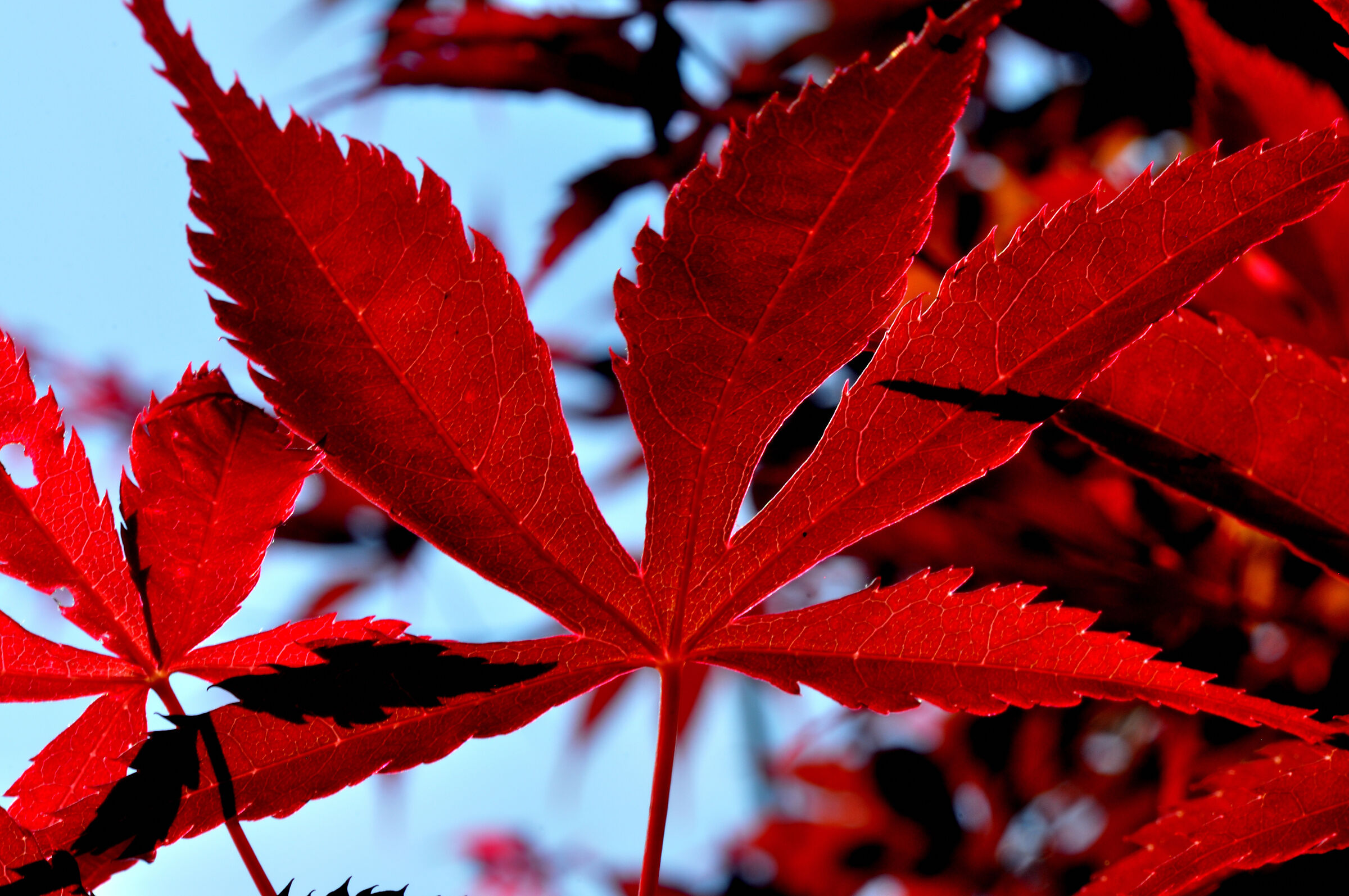 Maple Leaf Palmate...