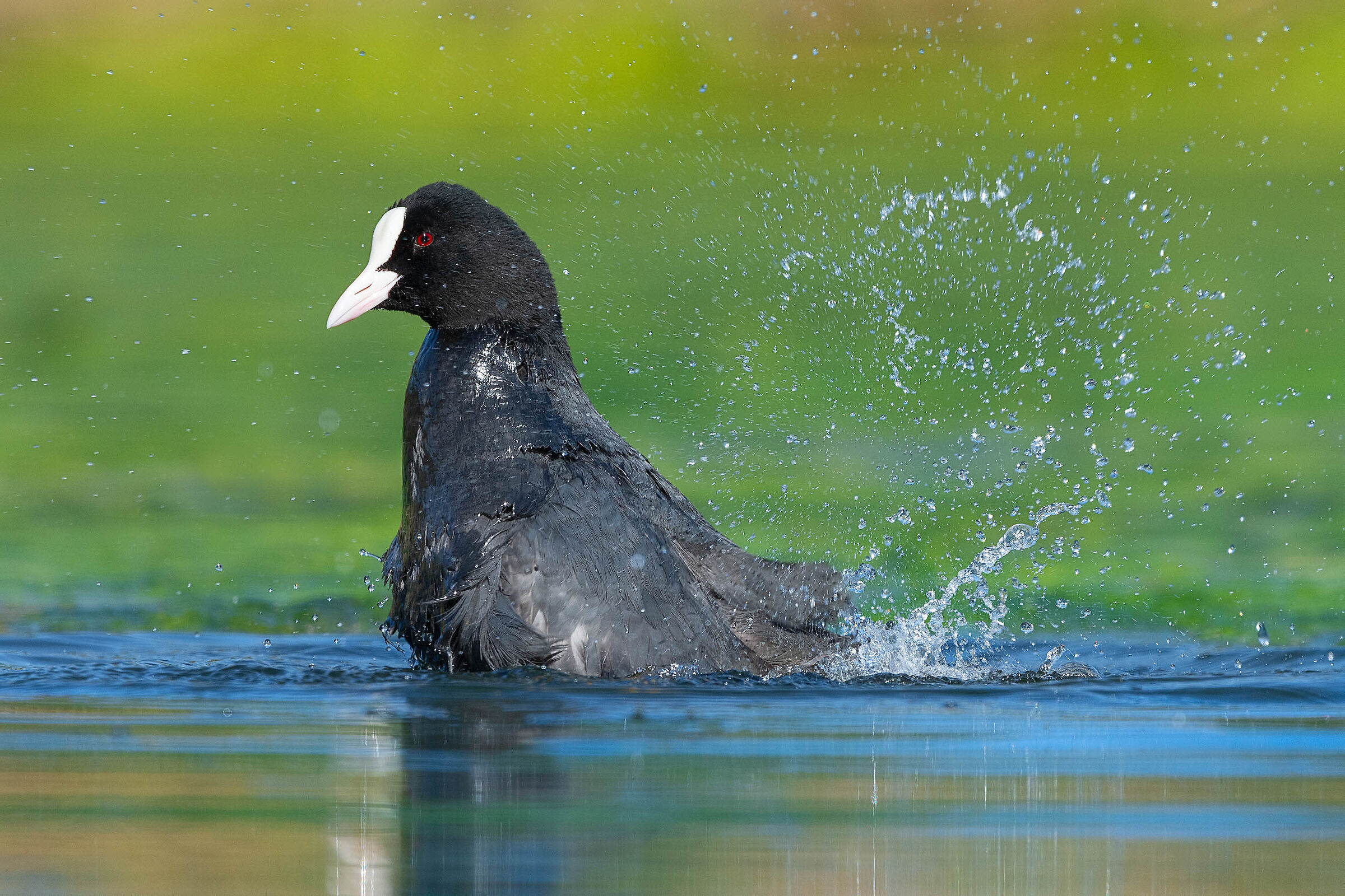 The coot's bath...
