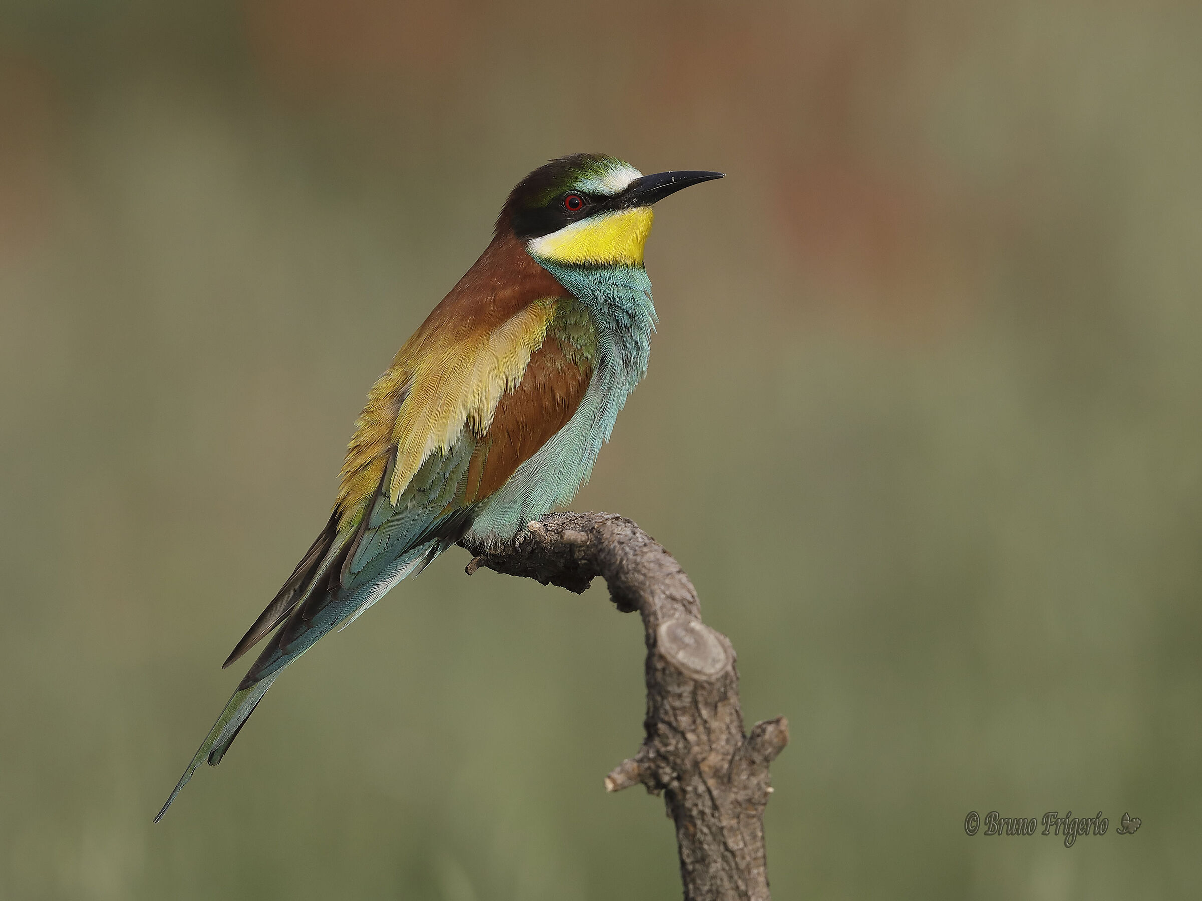 BEE-EATER...