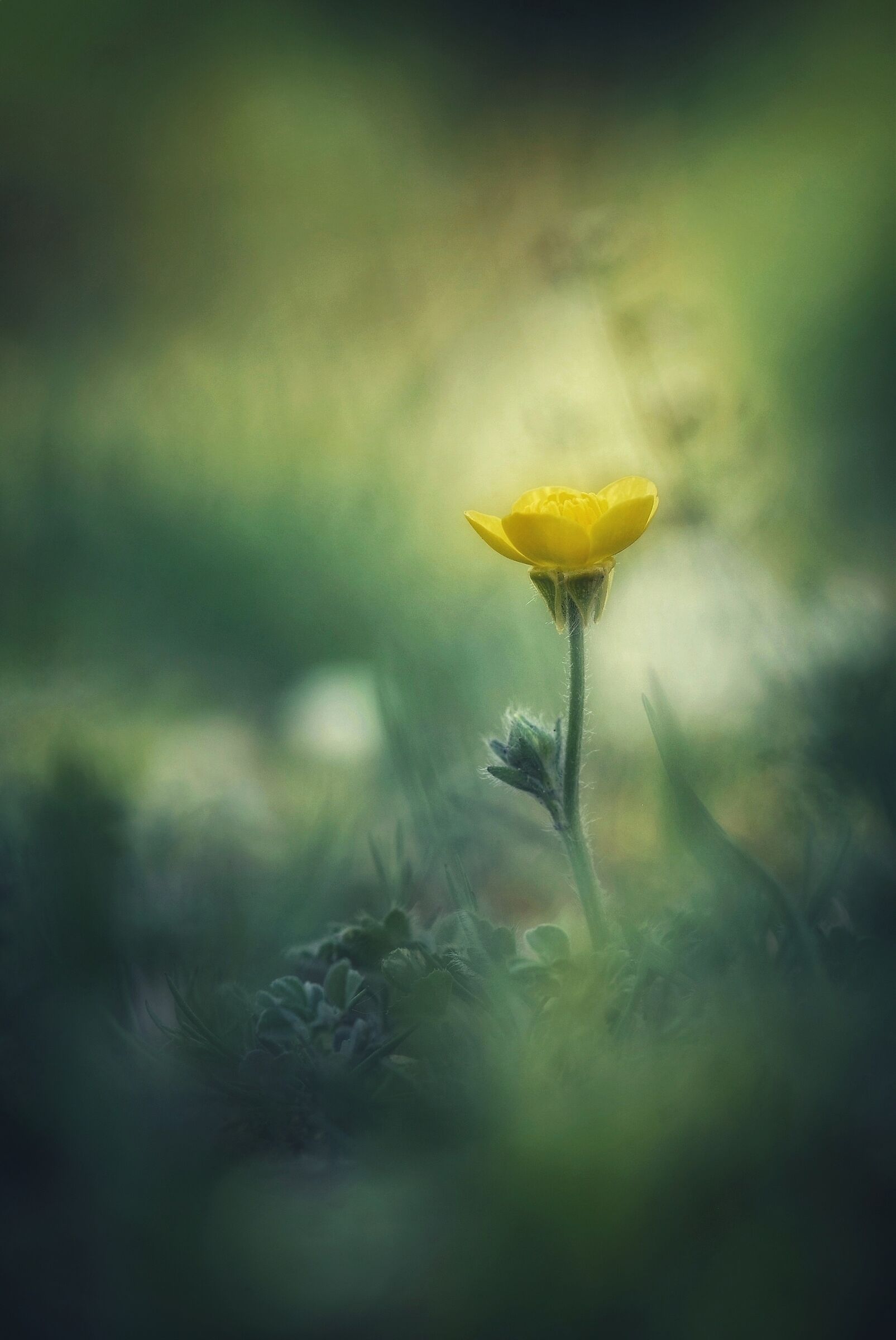 Common buttercup...