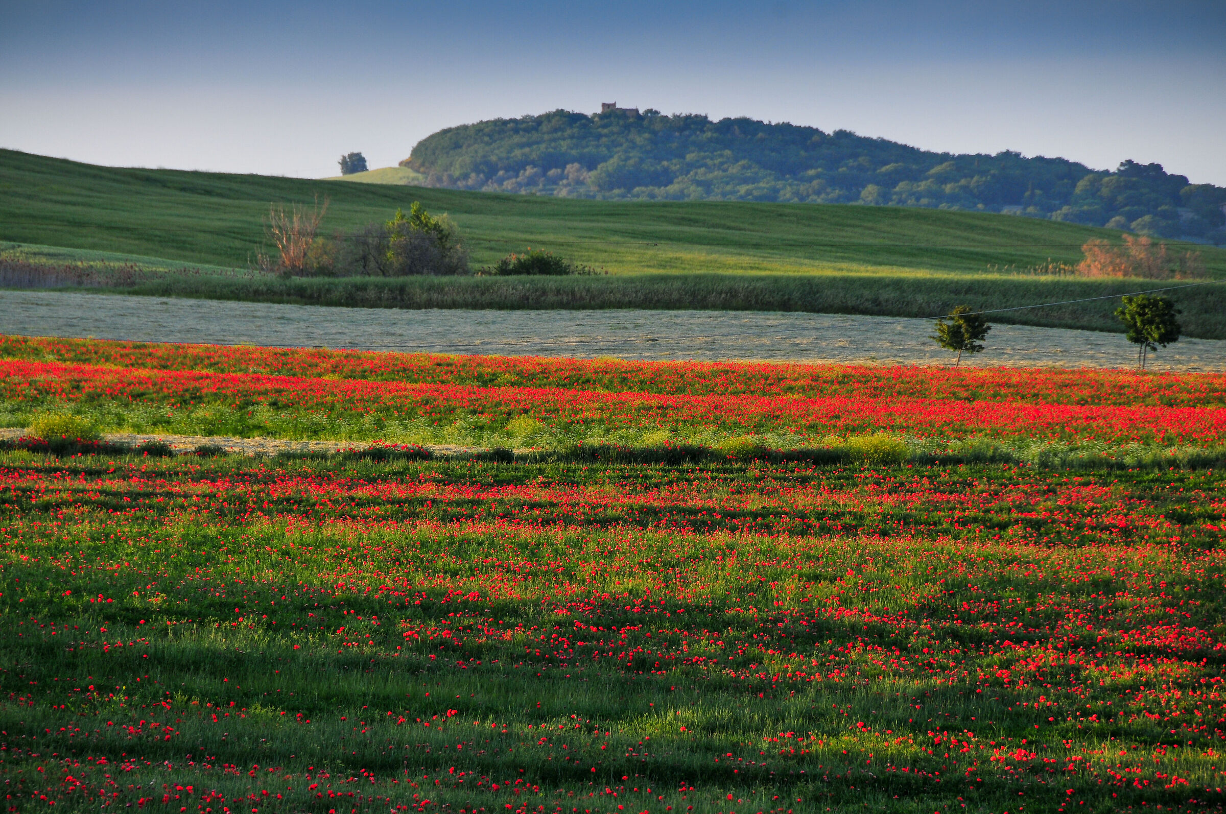 poppies a Spedaletto Val d'Orcia...