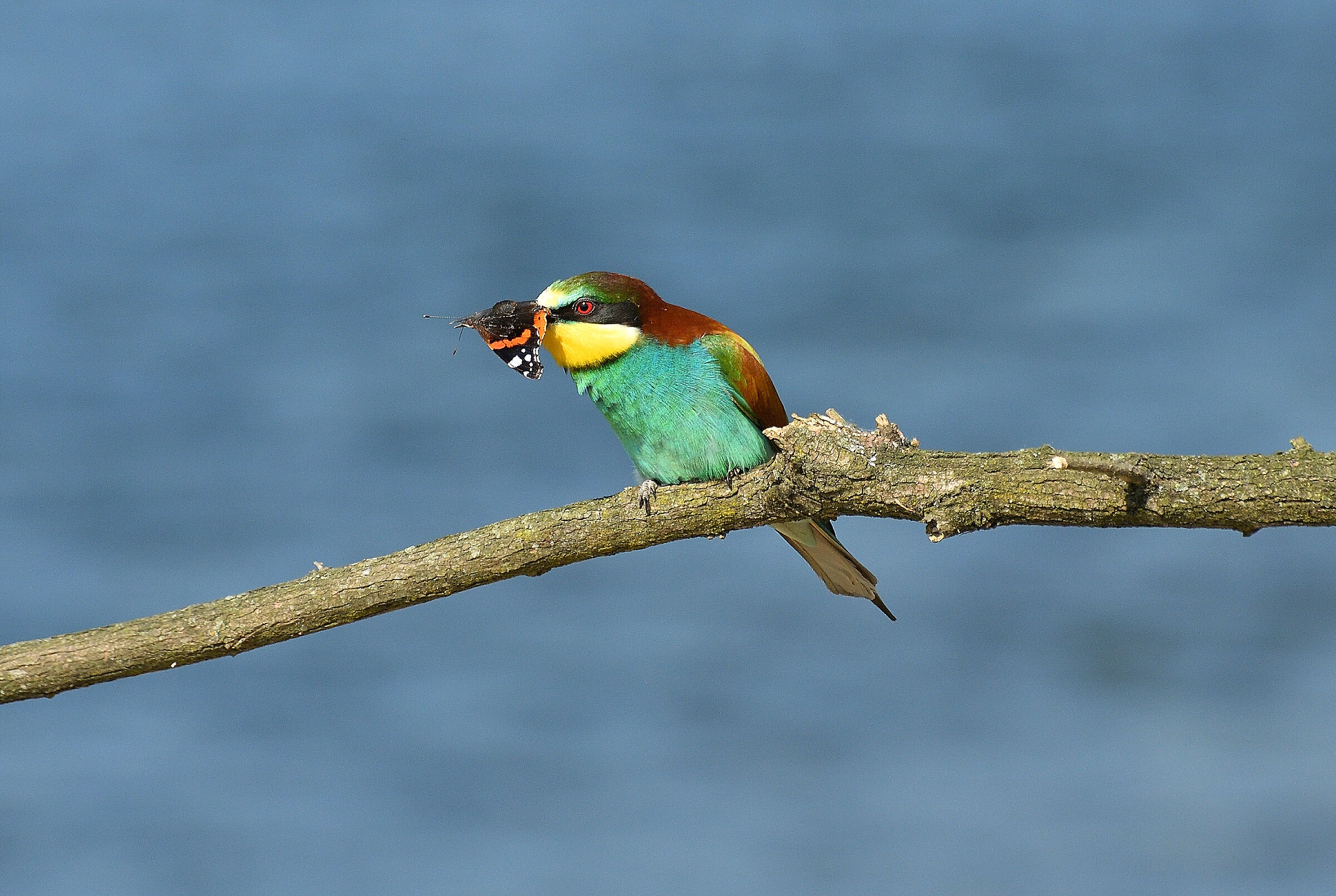 Bee-eater and Vanessa.....