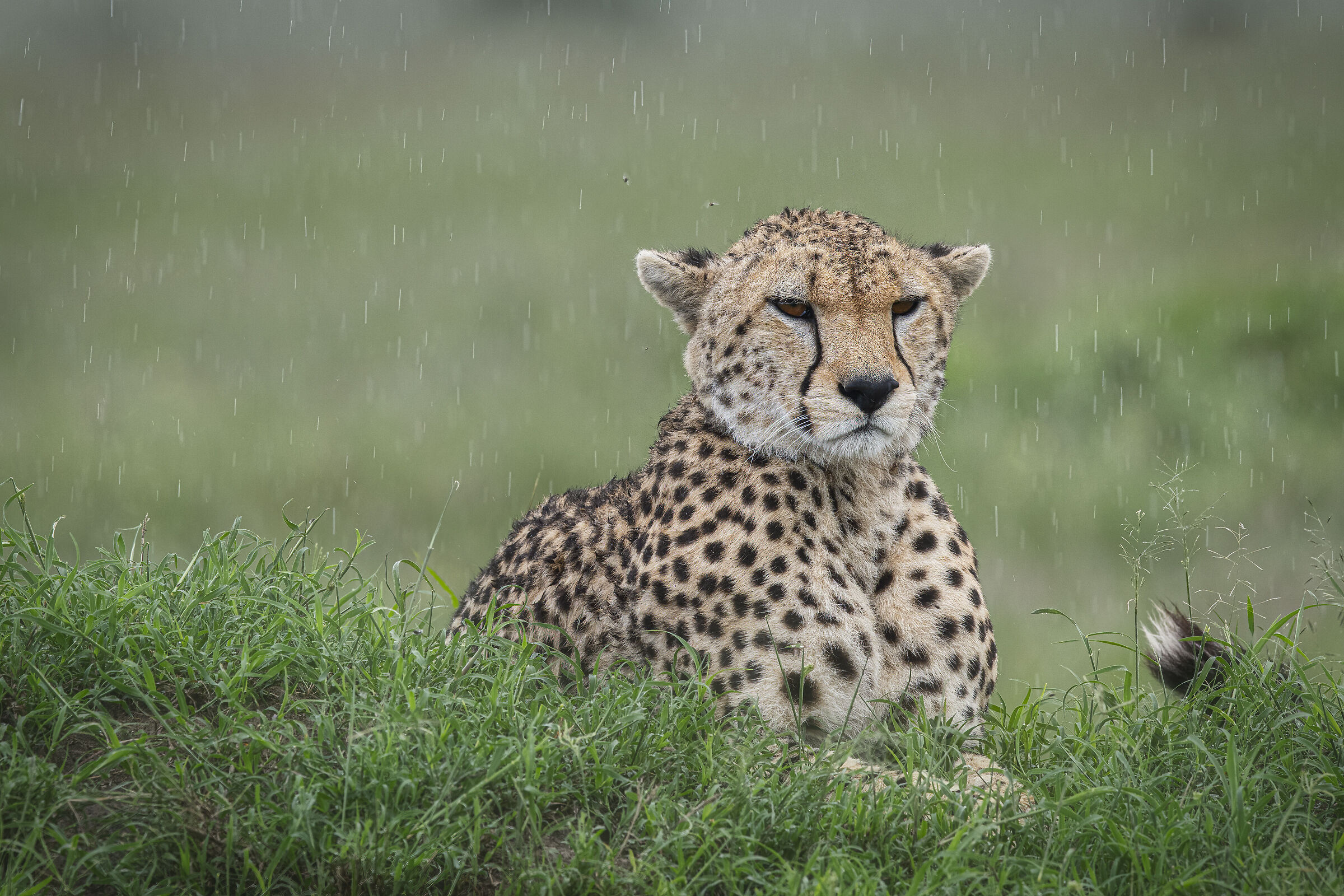 Cheetah in the rain...