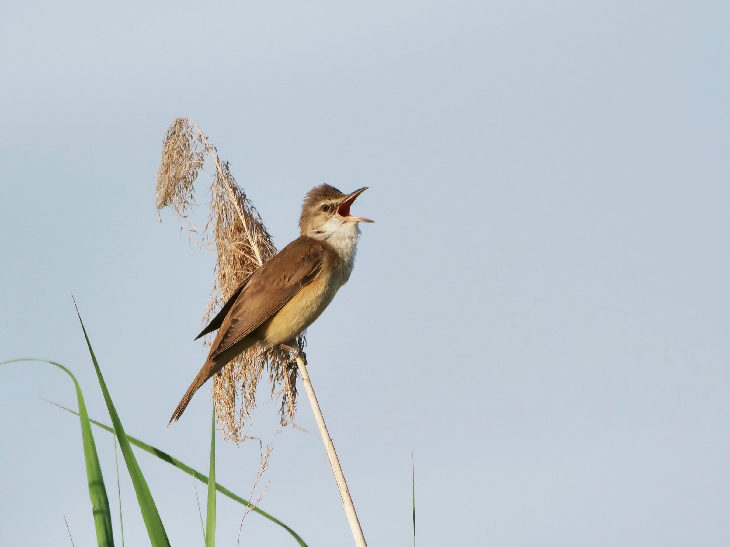 Great reed warbler ...