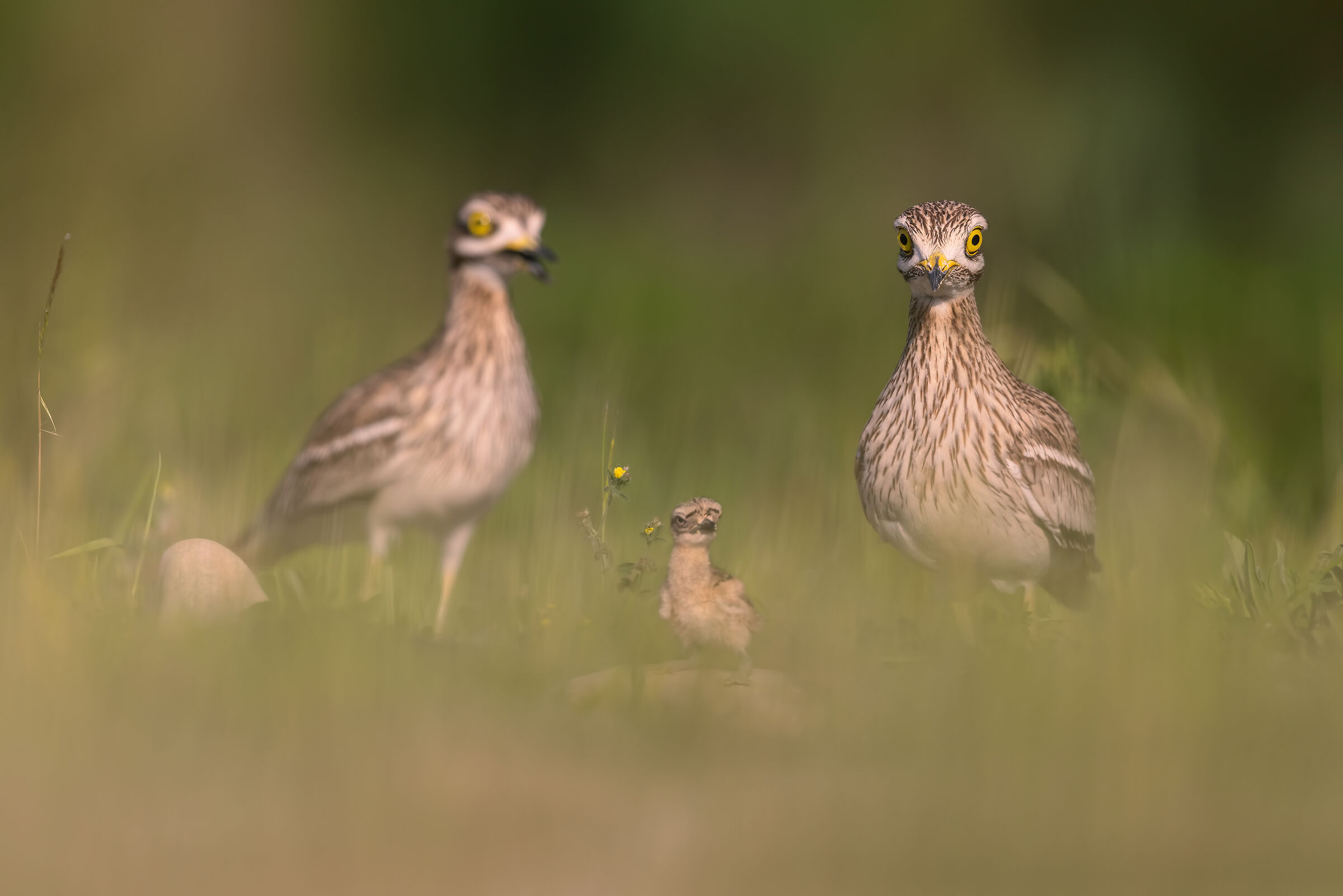 STONE CURLEW'S FAMILY...