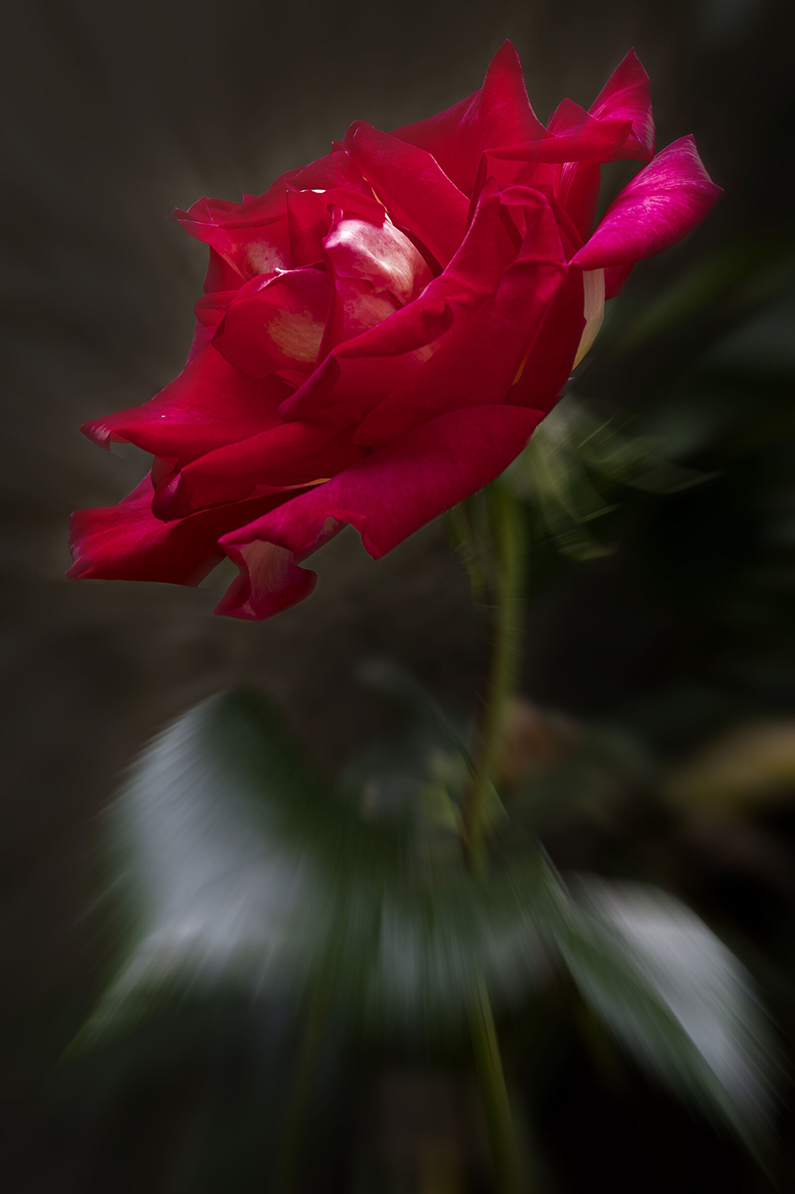 La rosa del vicino......