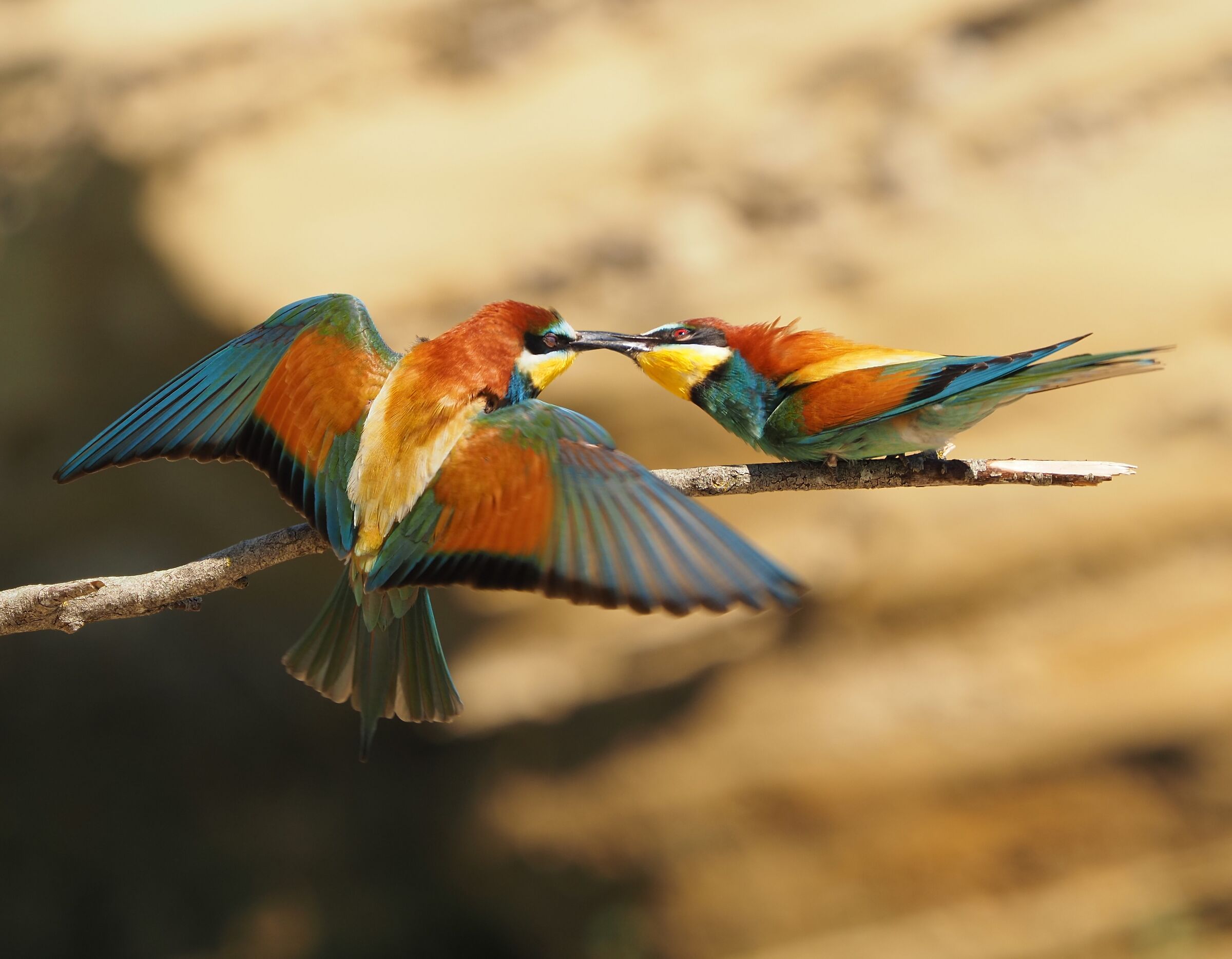 Battle between Bee-eaters (May 2022)...