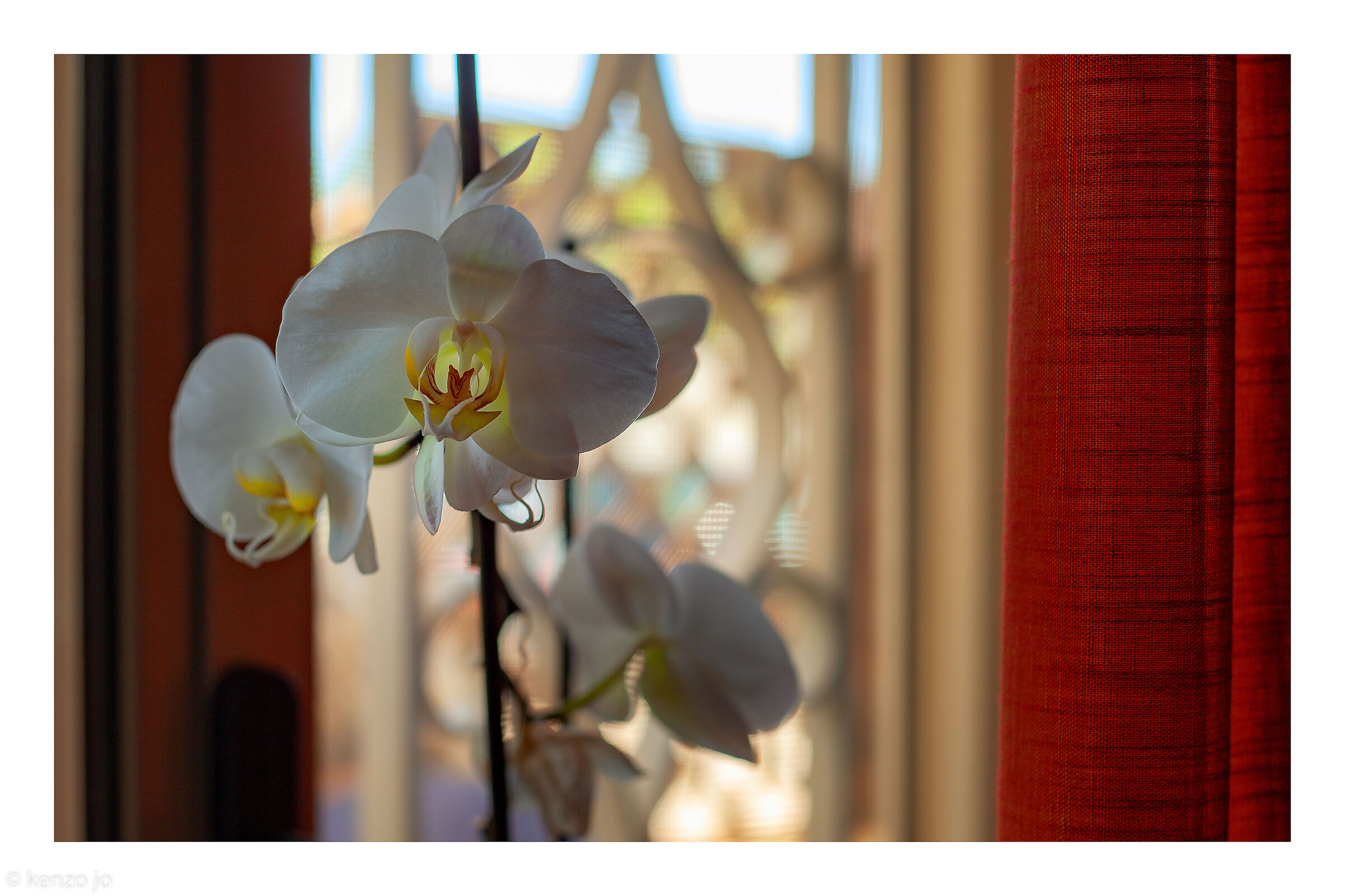 My orchid at sunset....
