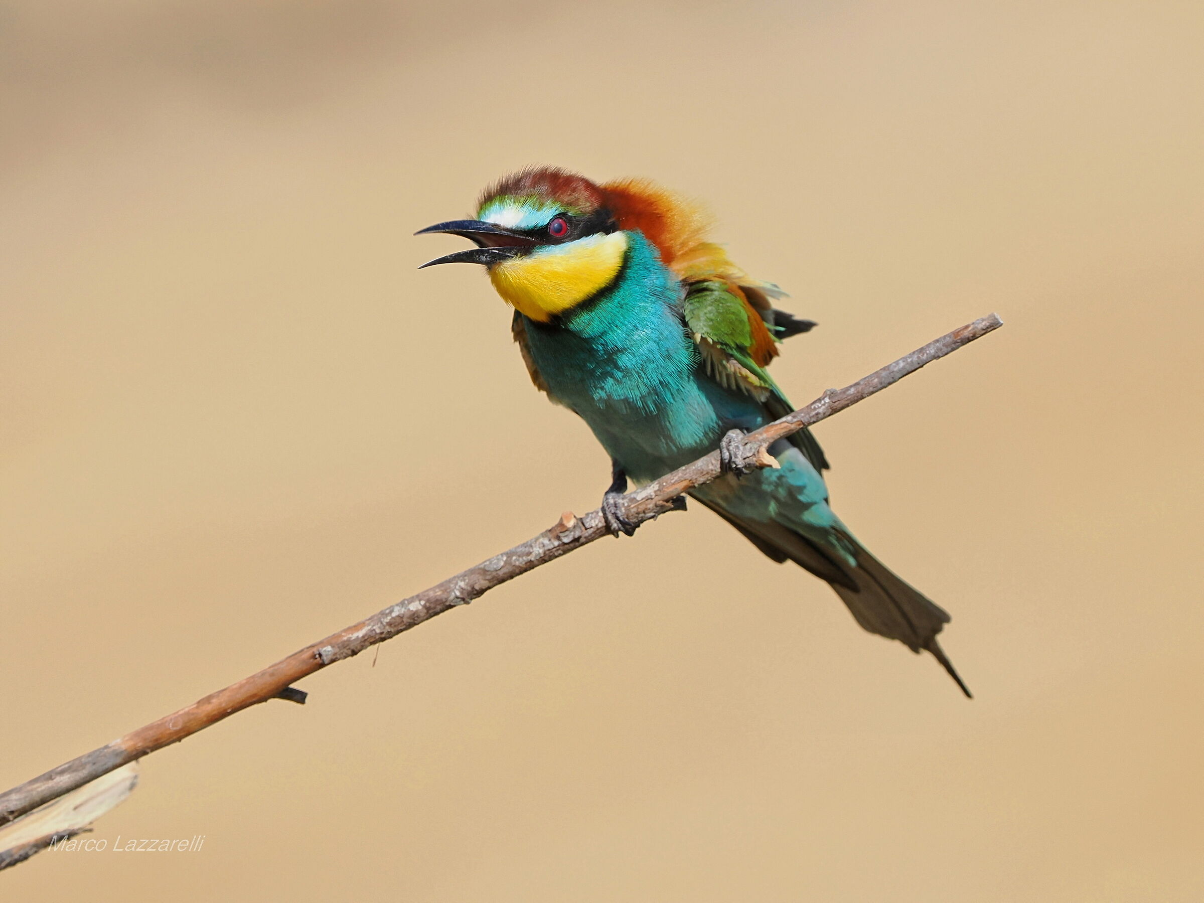 bee-eaters always a nice sight...