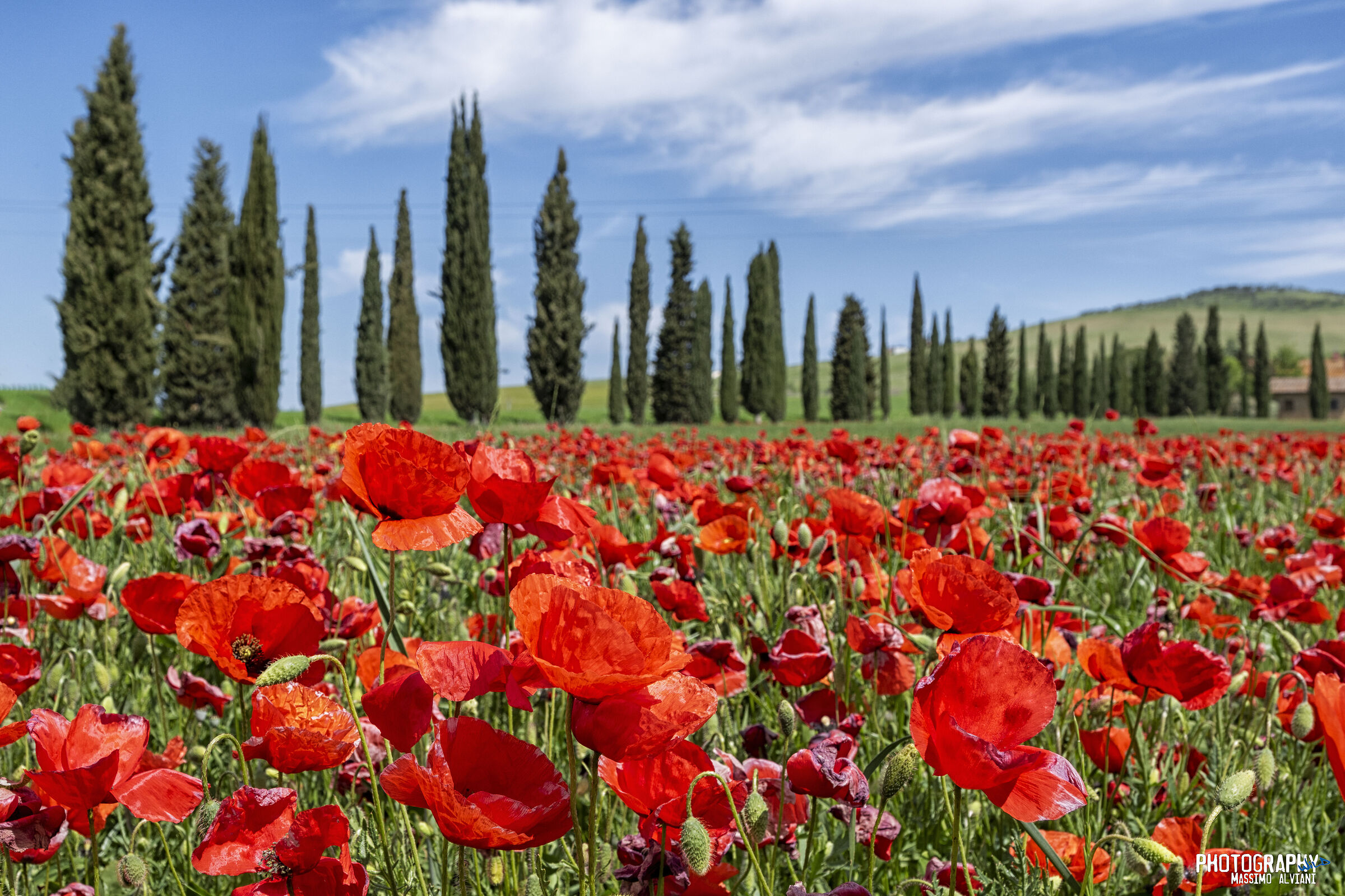 Poppies in cypresses...