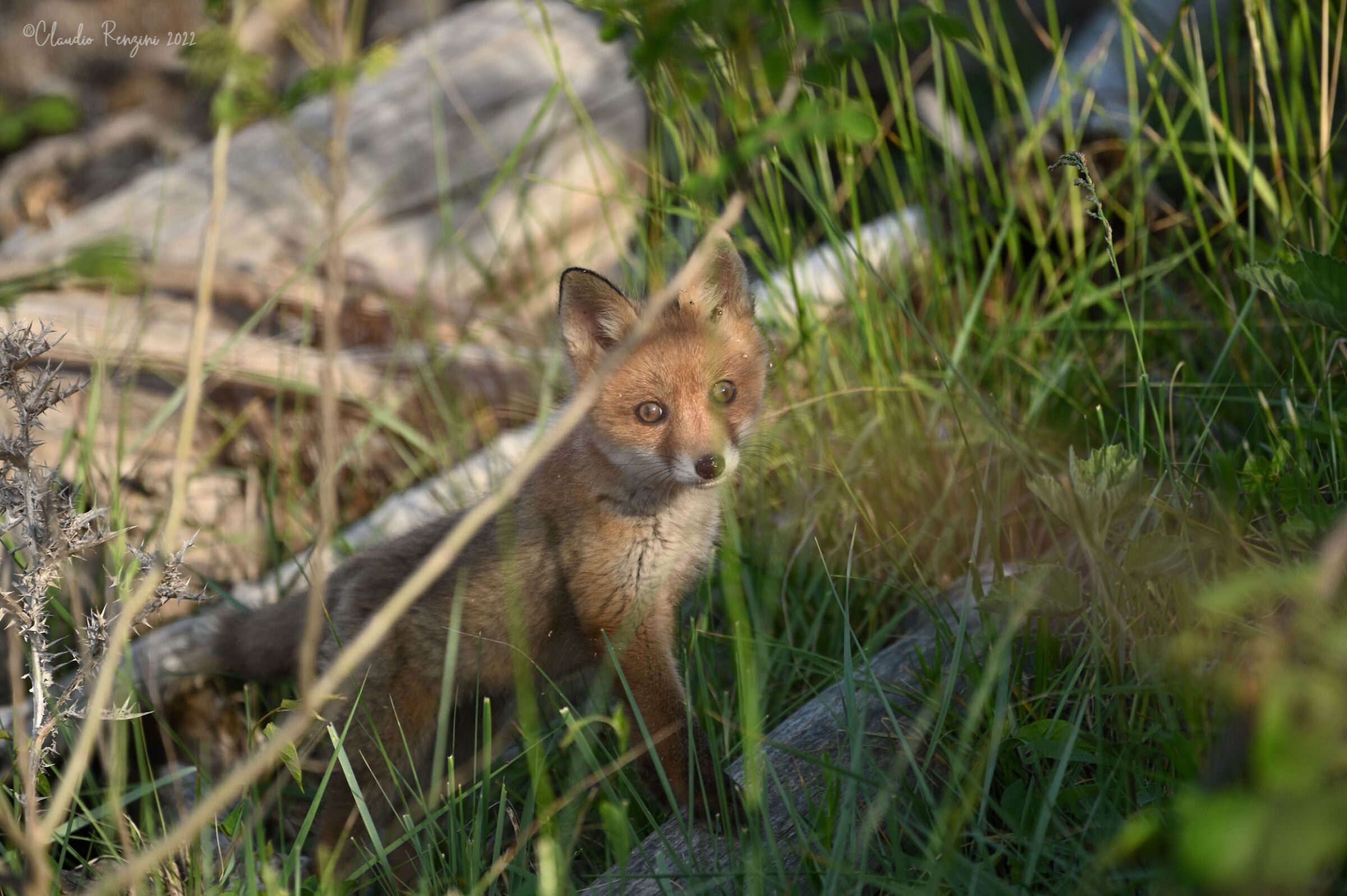 curious fox...