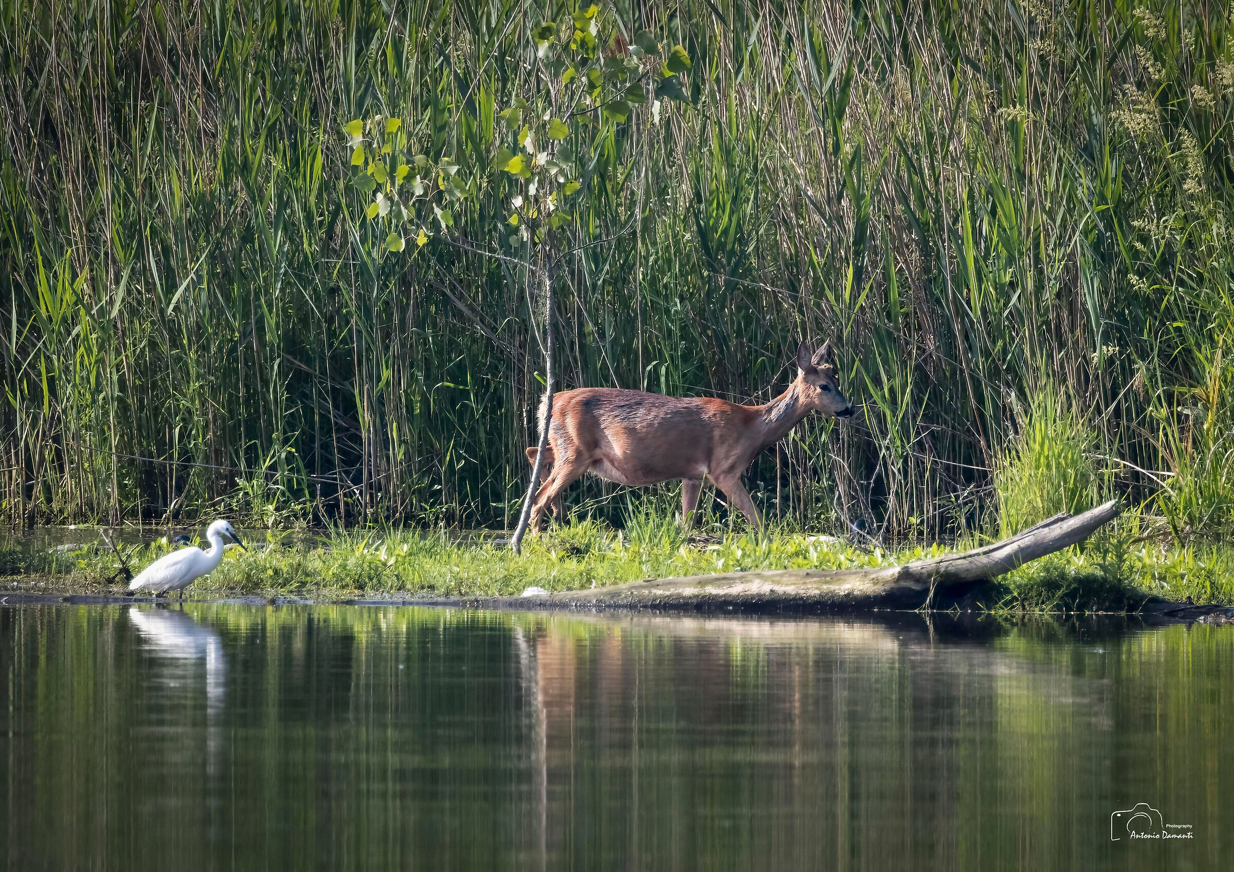 The roe deer and the egret...