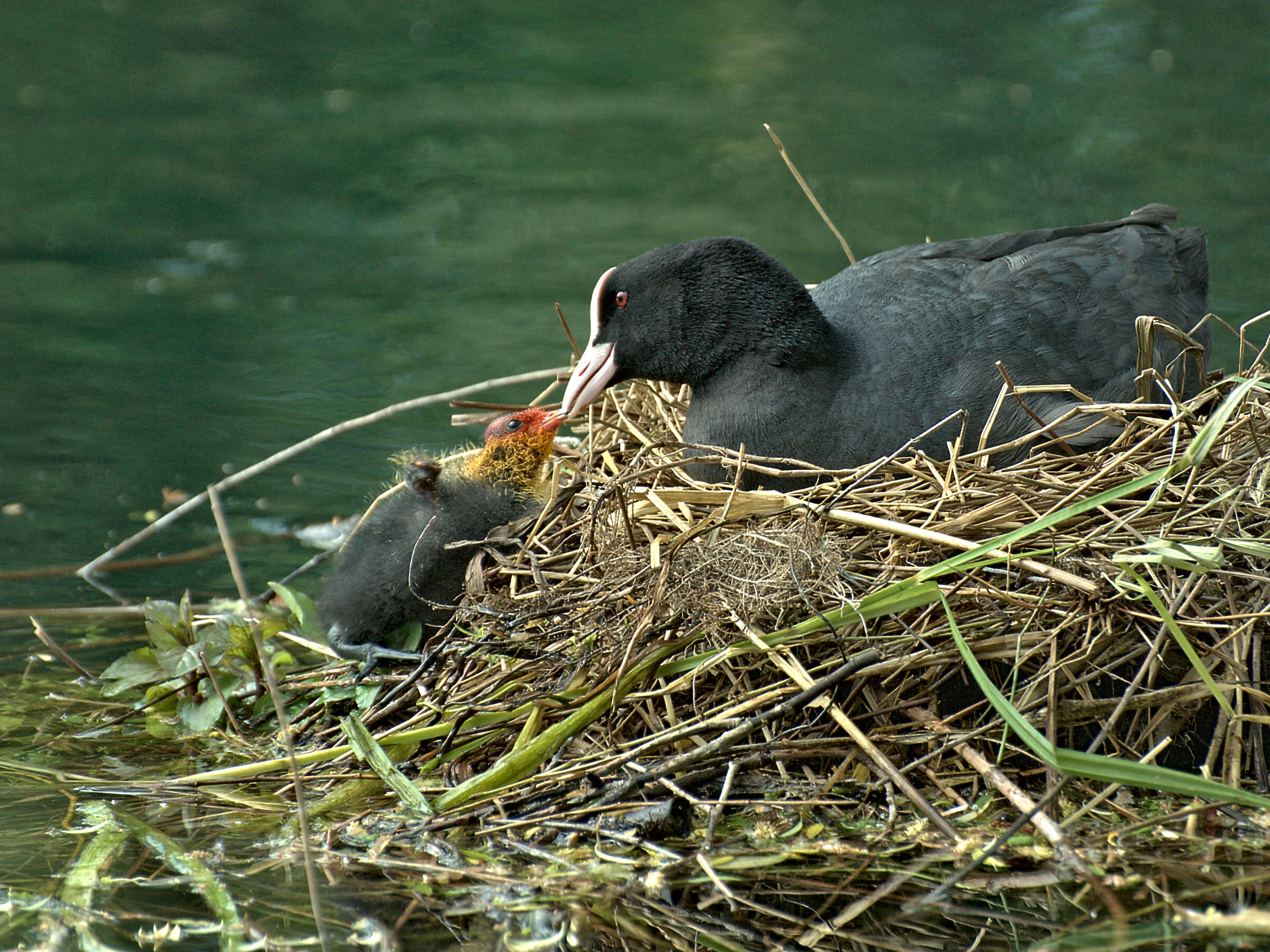 Coot with small...