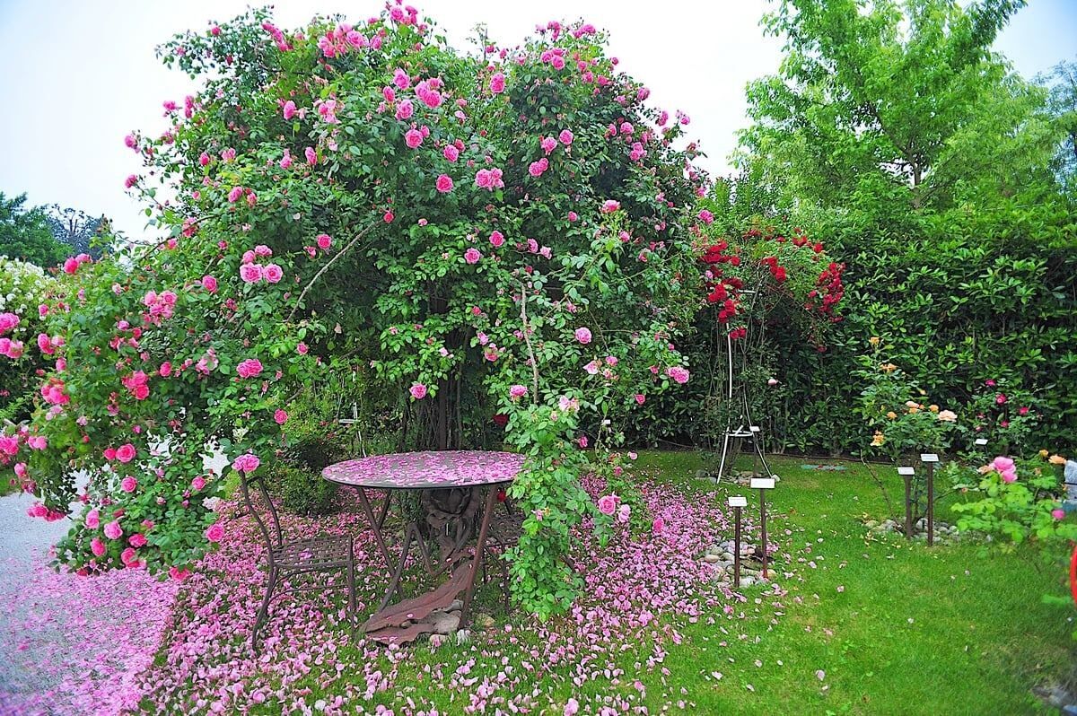Rose garden of Peace - Induno Olonalona...