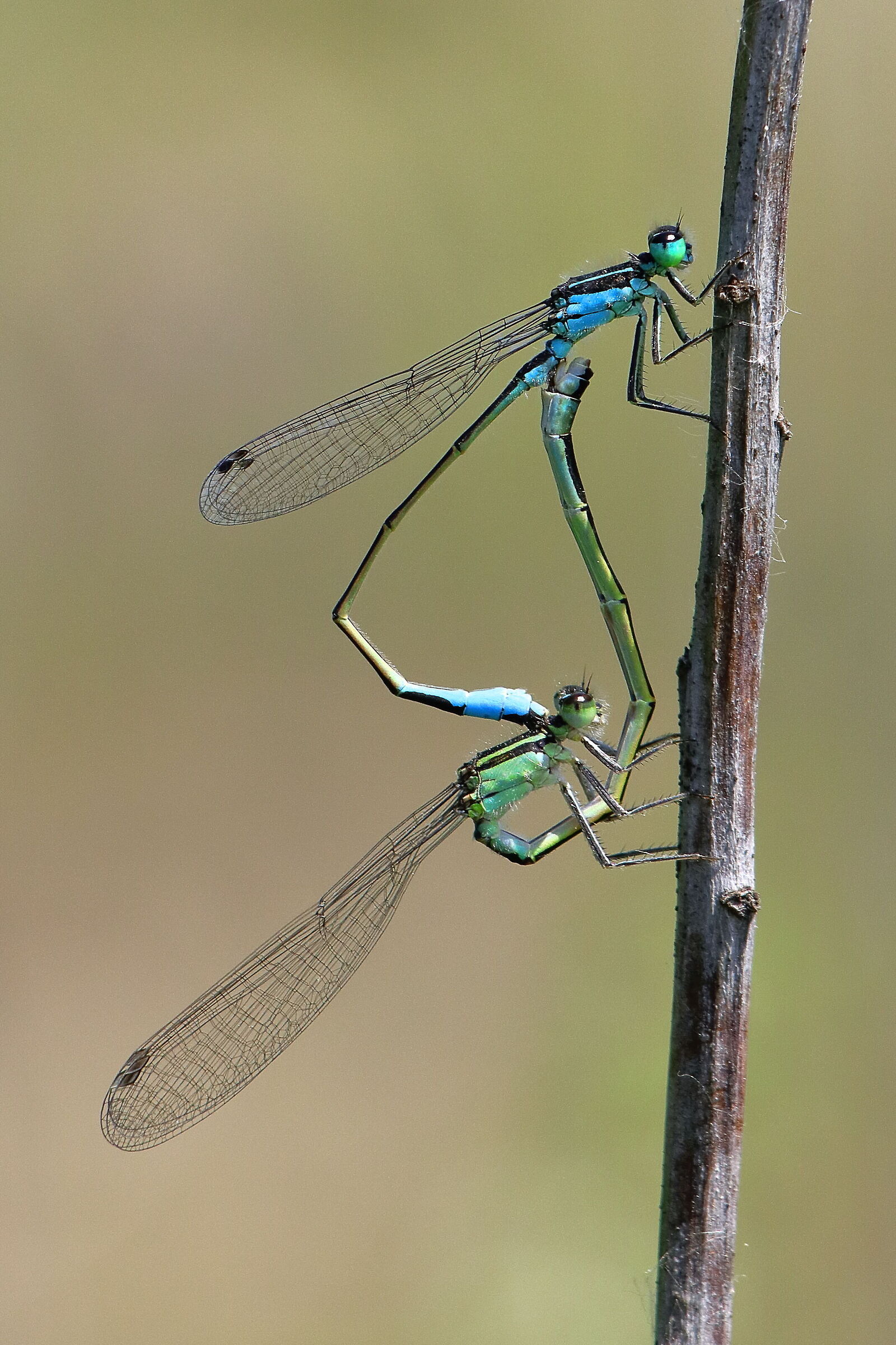 Dragonflies in love...