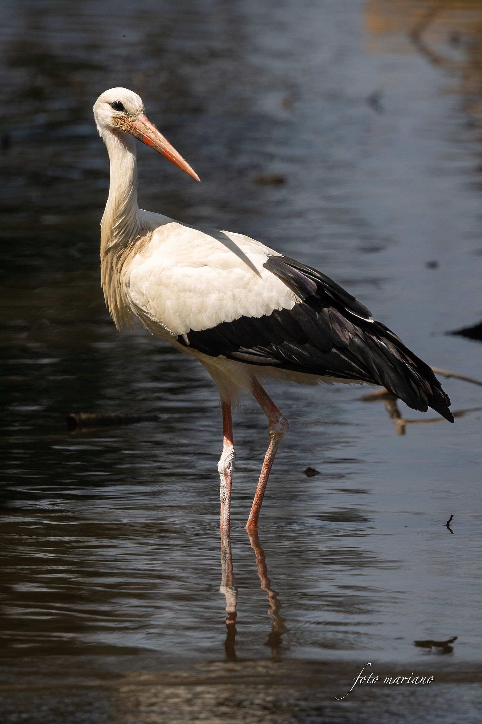White stork...