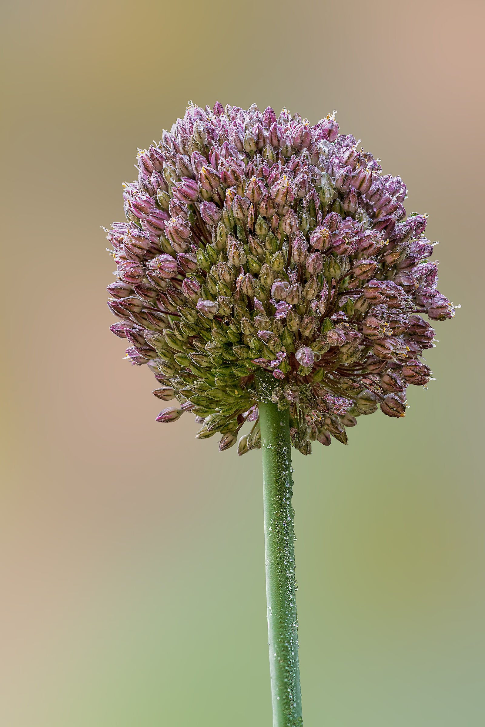 The flower of wild garlic ...