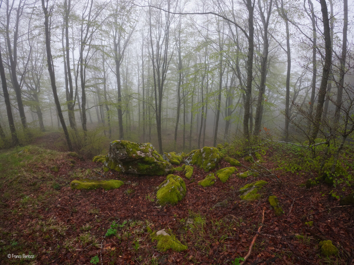 Nebbia nel bosco...
