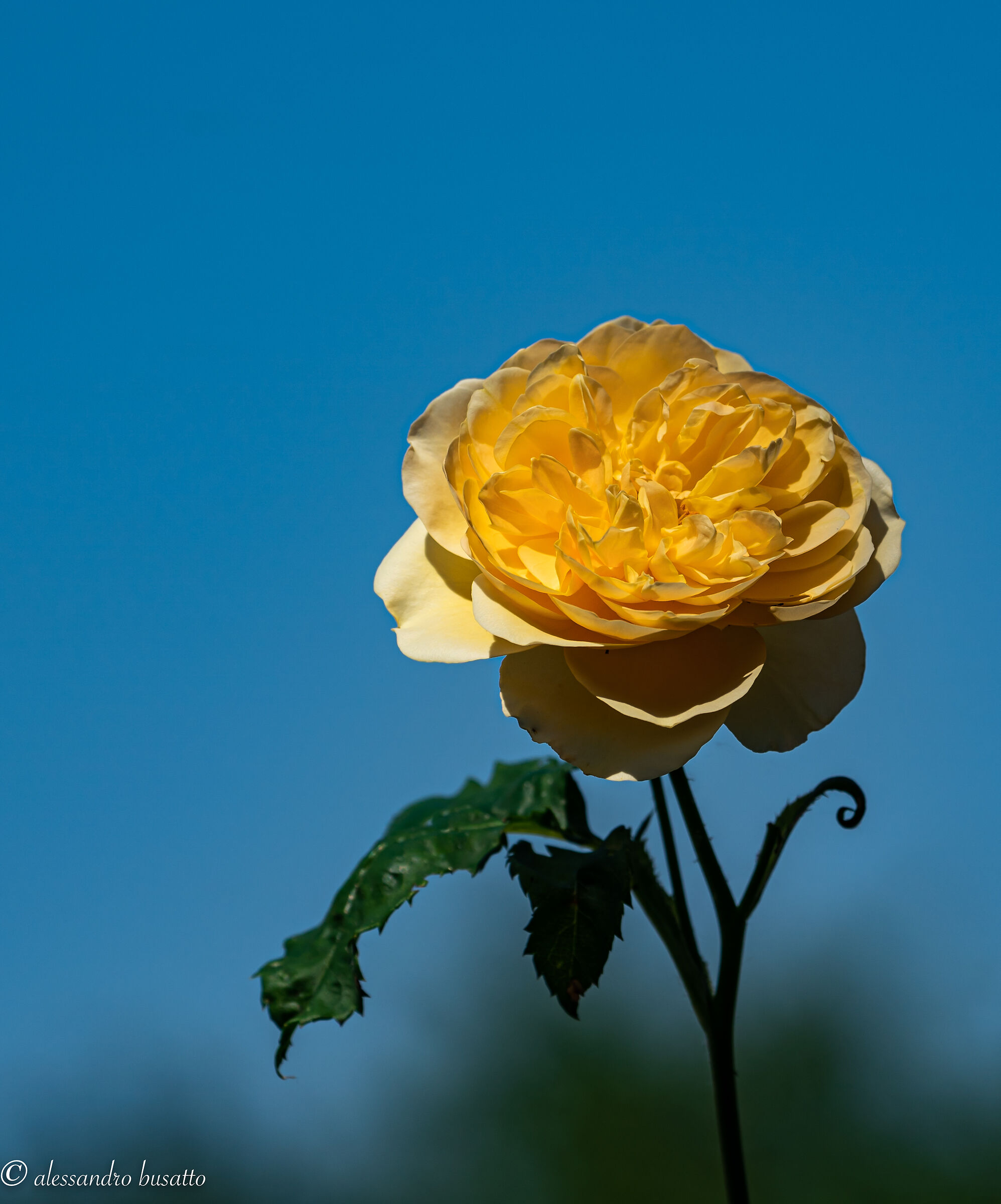 Yellow rose...