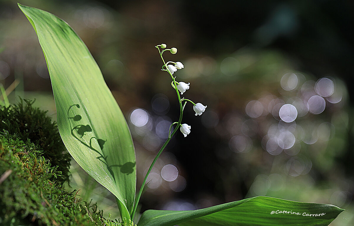 Lily of the valley...