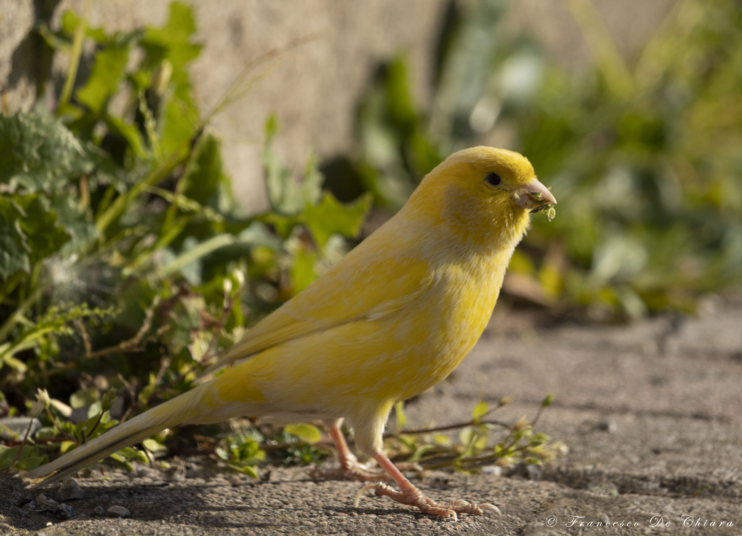 Canary...