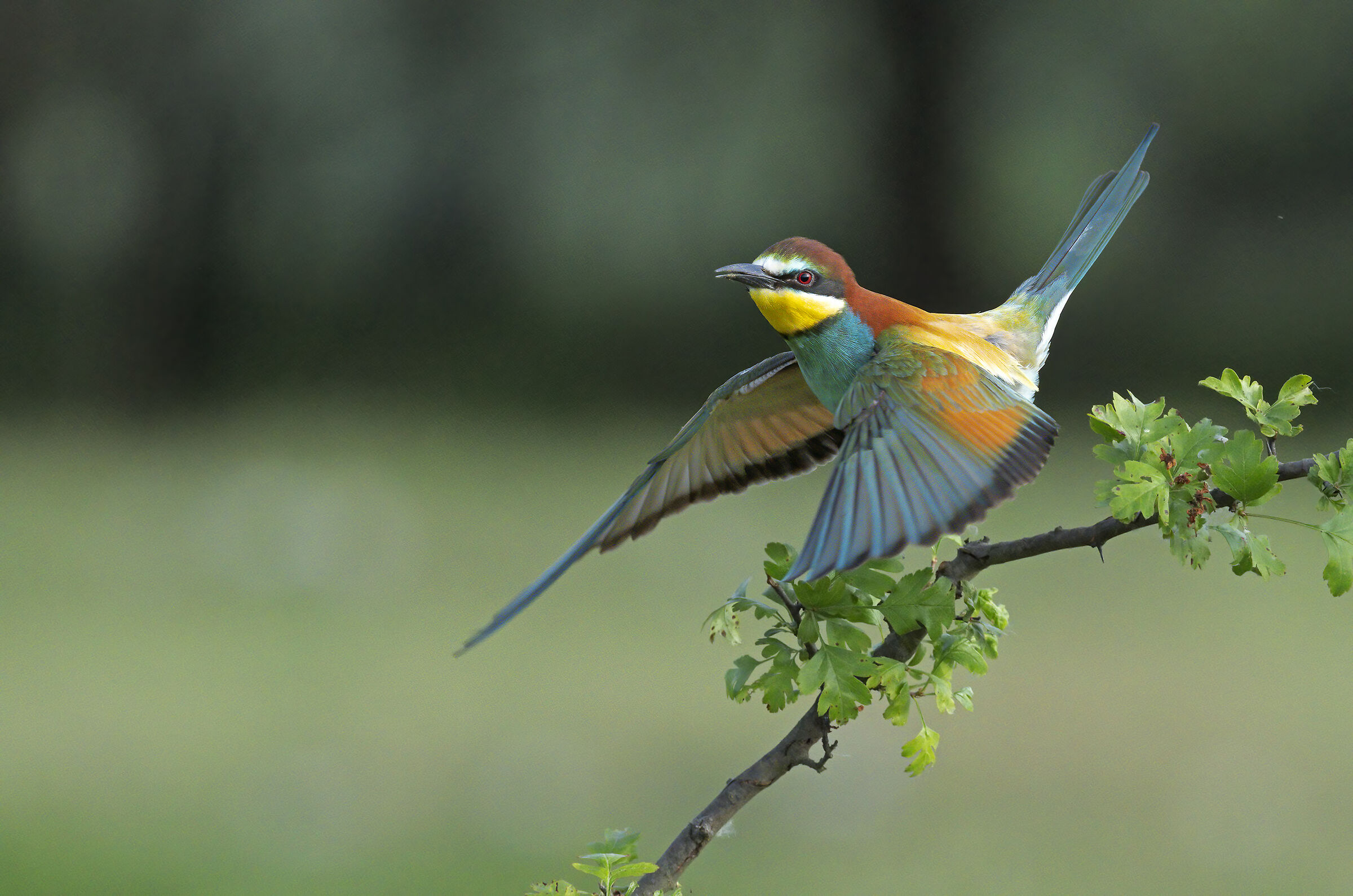 Bee-eater....
