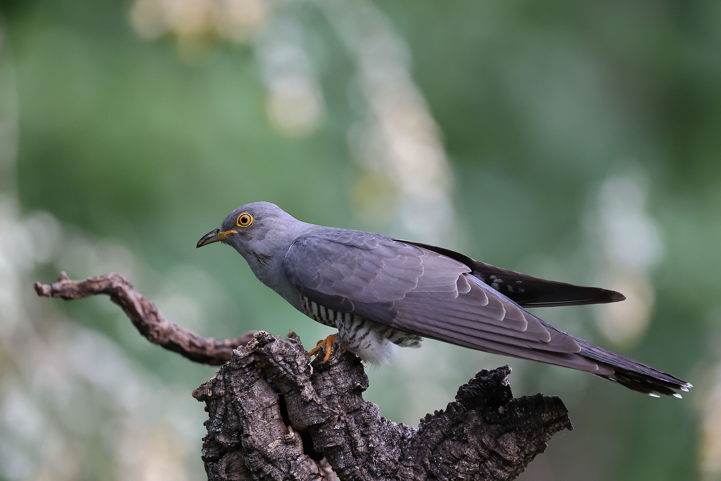 Female cuckoo...