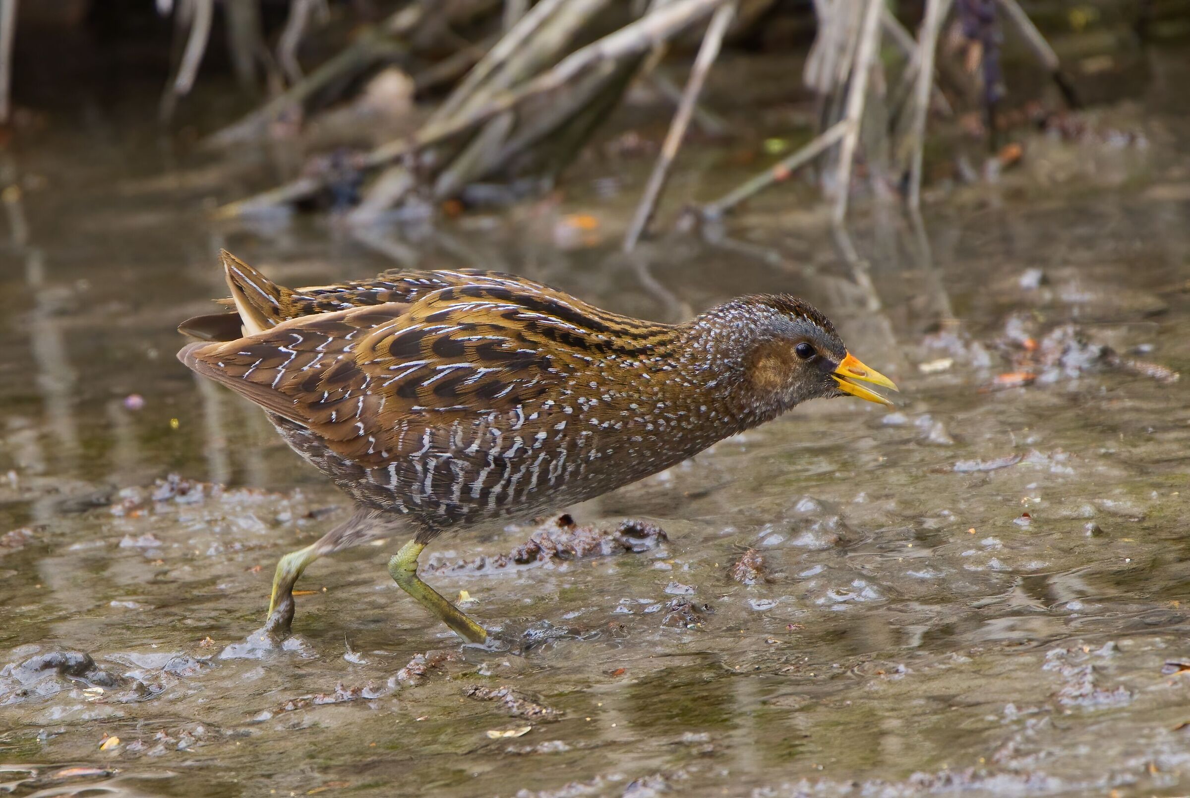 Spotted crake...
