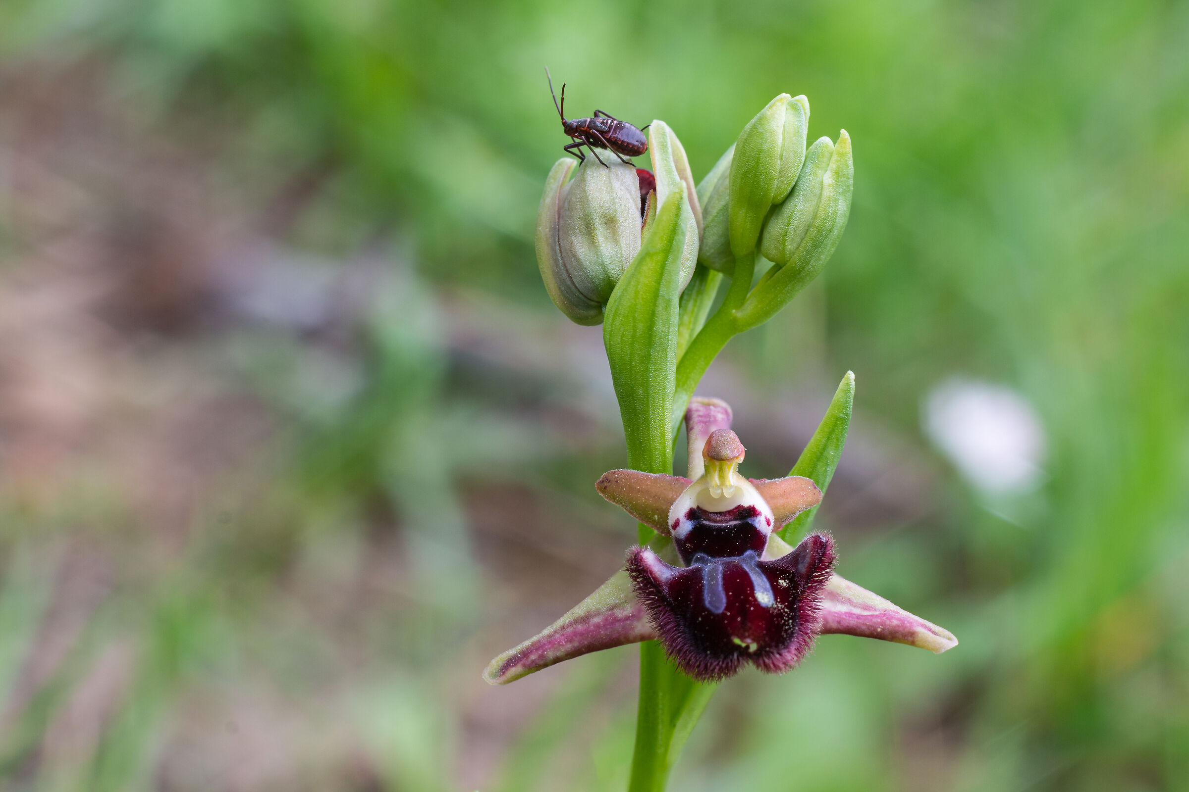Ophrys Incubacea...