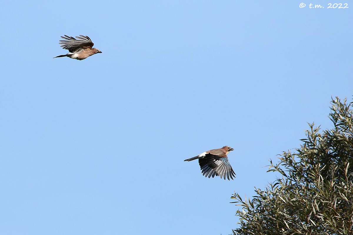 Jays in flight...