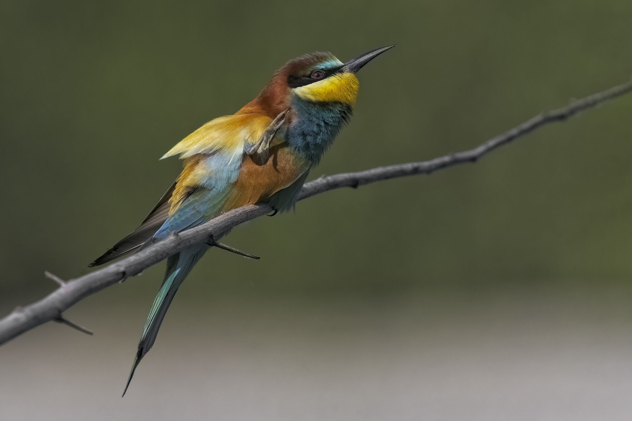 recent bee-eaters10...