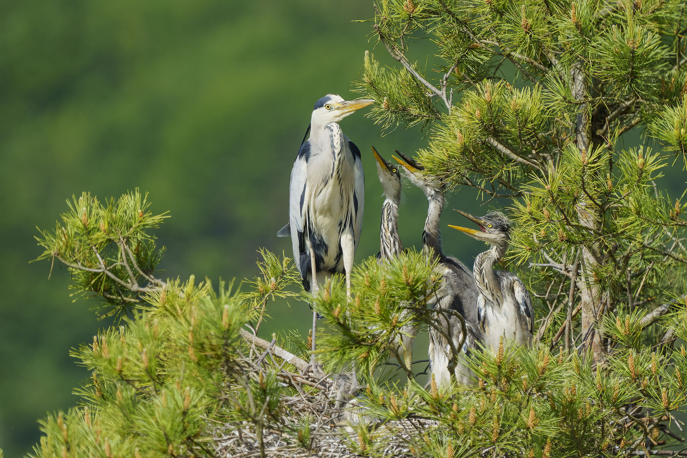 Grey heron with offspring...