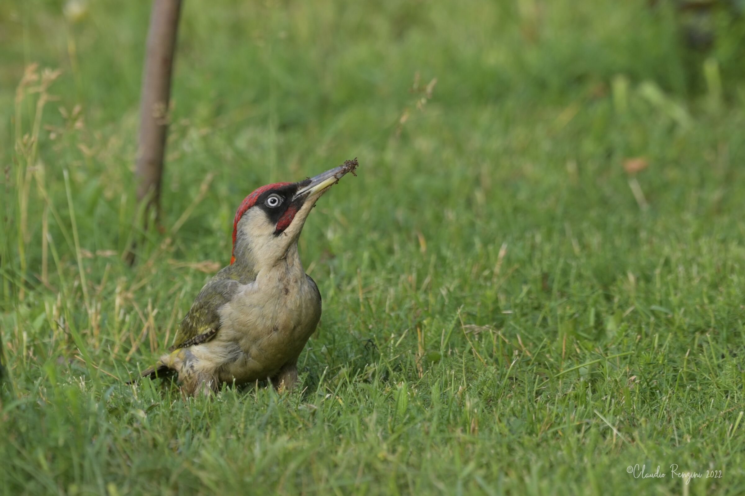 male green woodpecker...